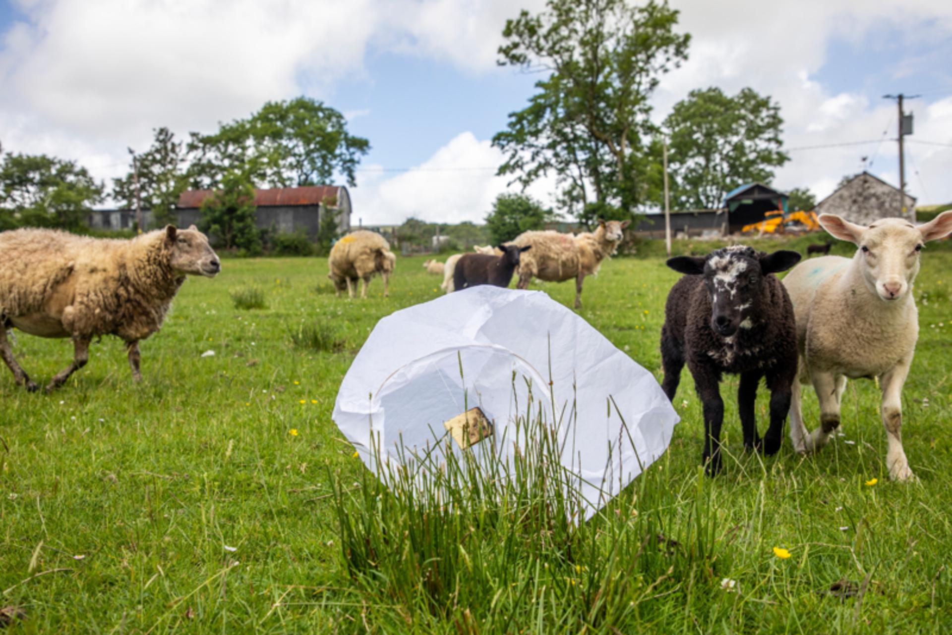 Sheep on a farm investigate a potentially dangerous sky lantern