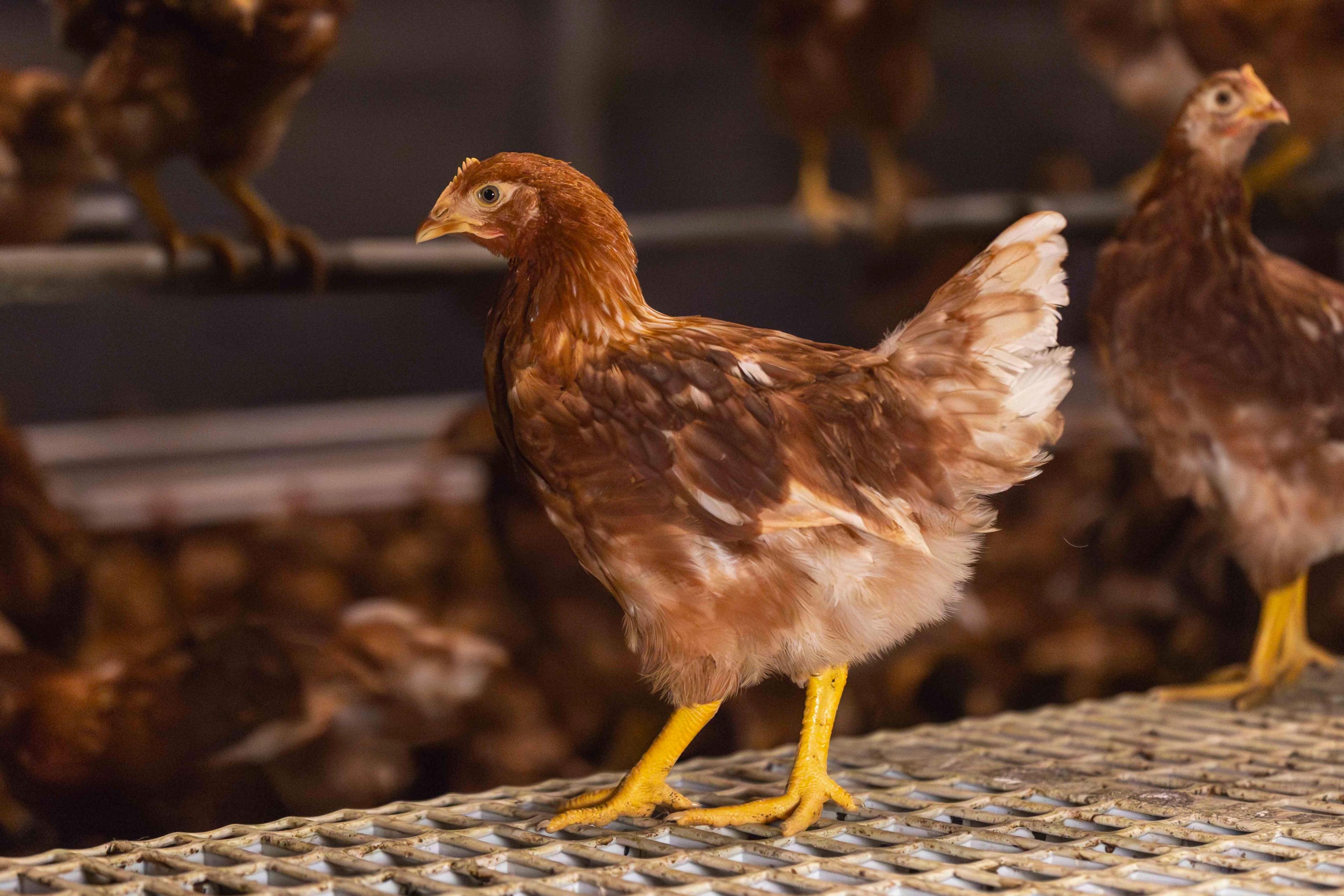 Natural daylight standard E6.4: what free-range egg producers need to know