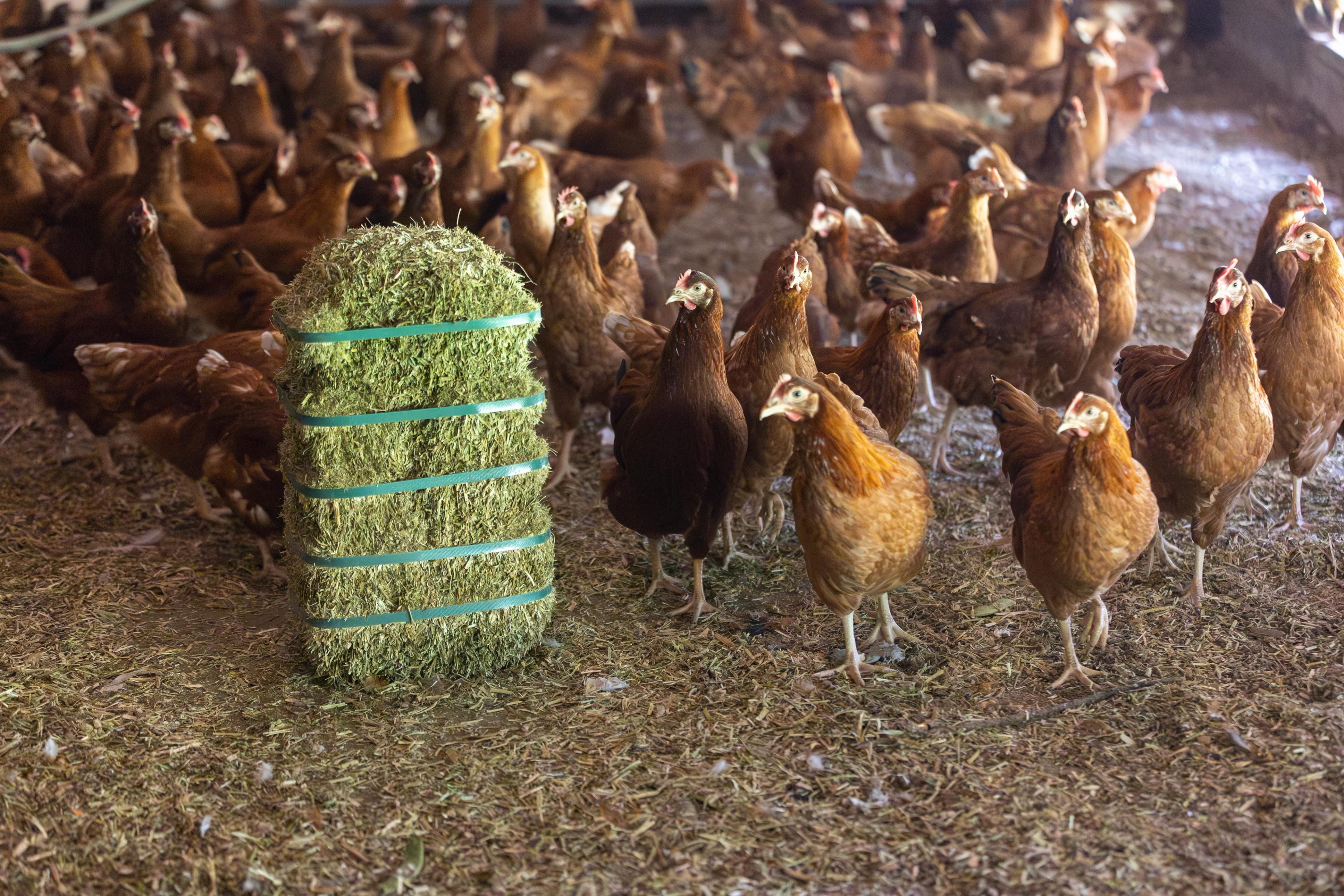 Supporting poultry farmers through the challenges of bird flu