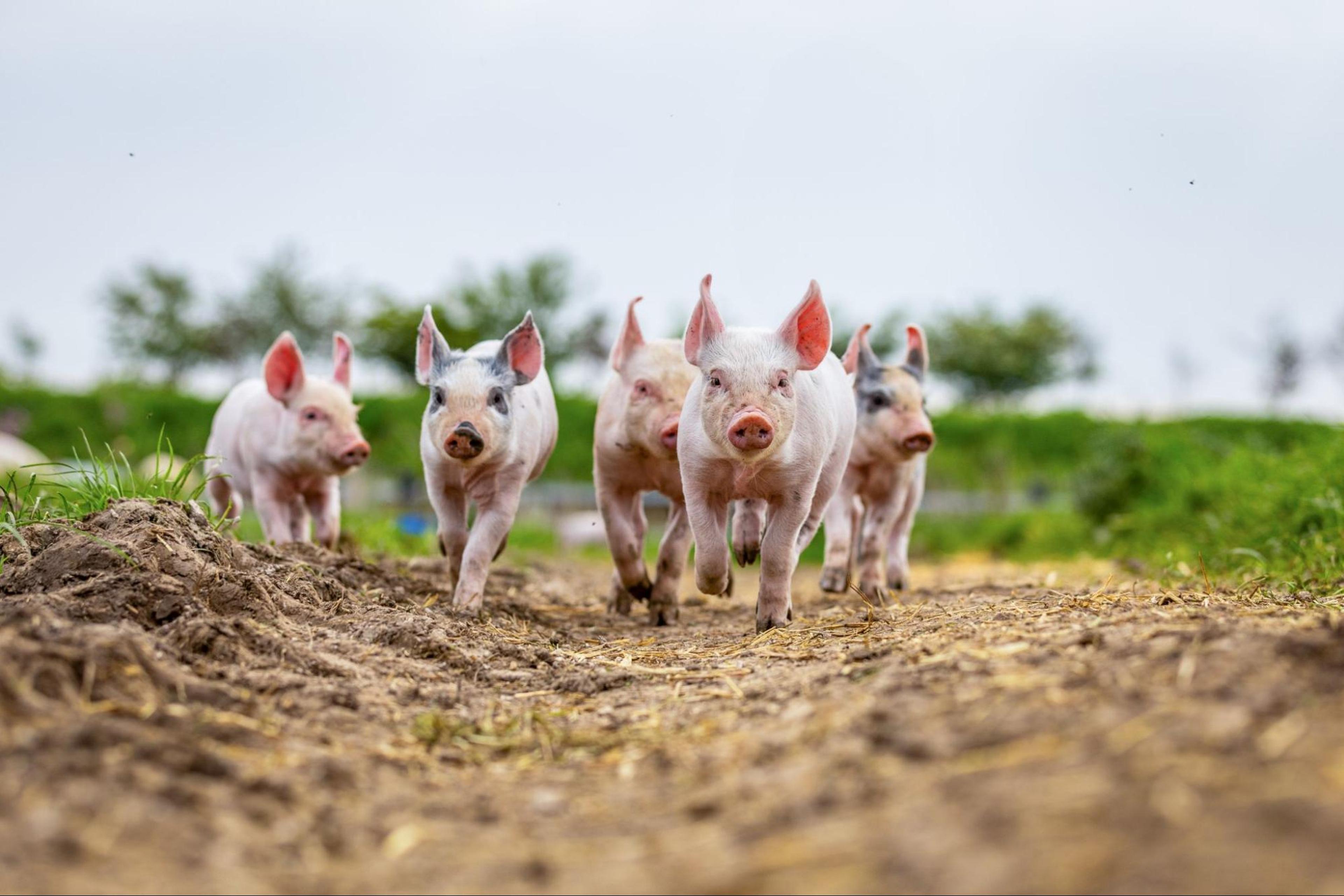 Pigs trotting outside