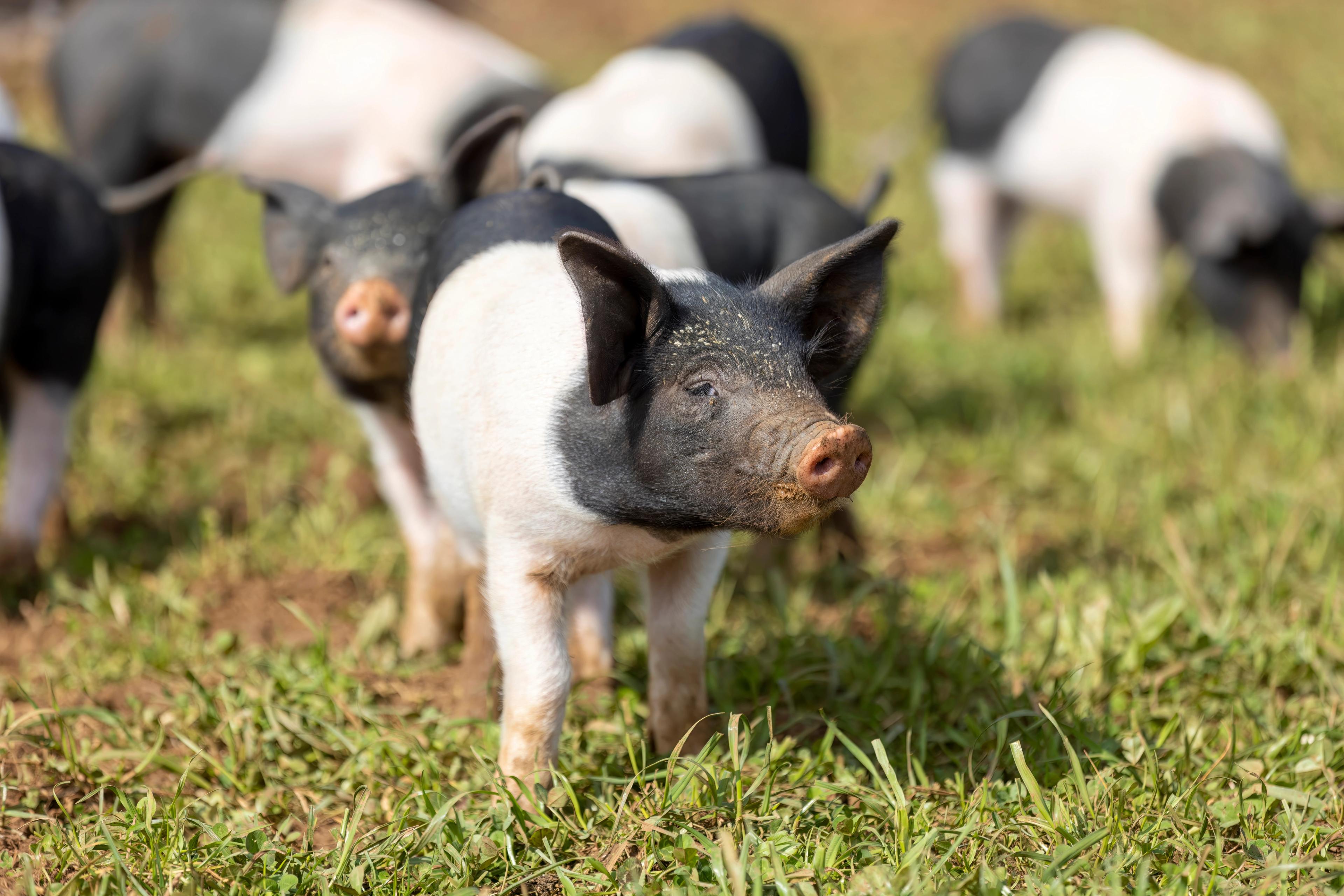 How split-sexing at a lower weight supports higher pig welfare