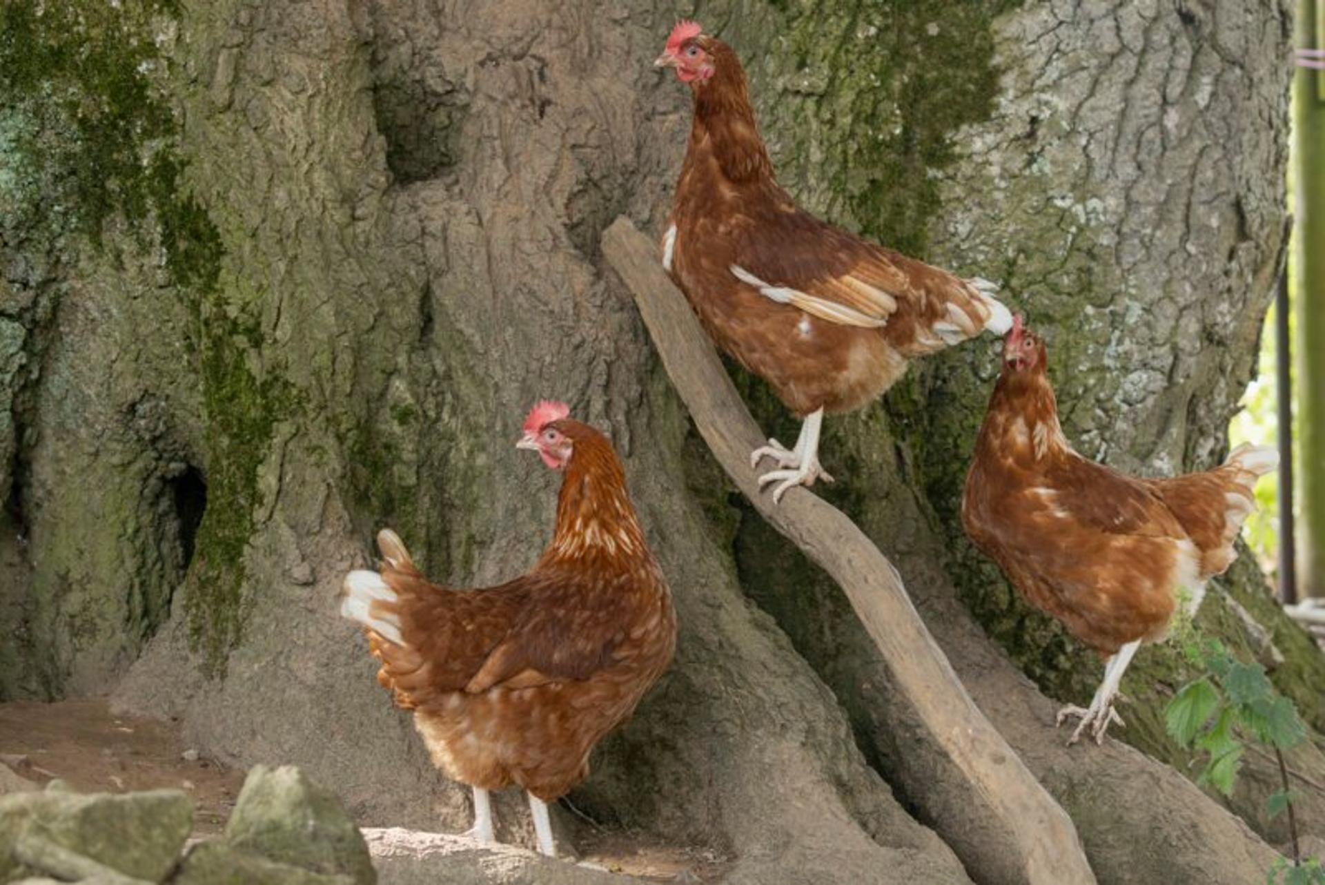 Are you buying caged eggs by mistake?
