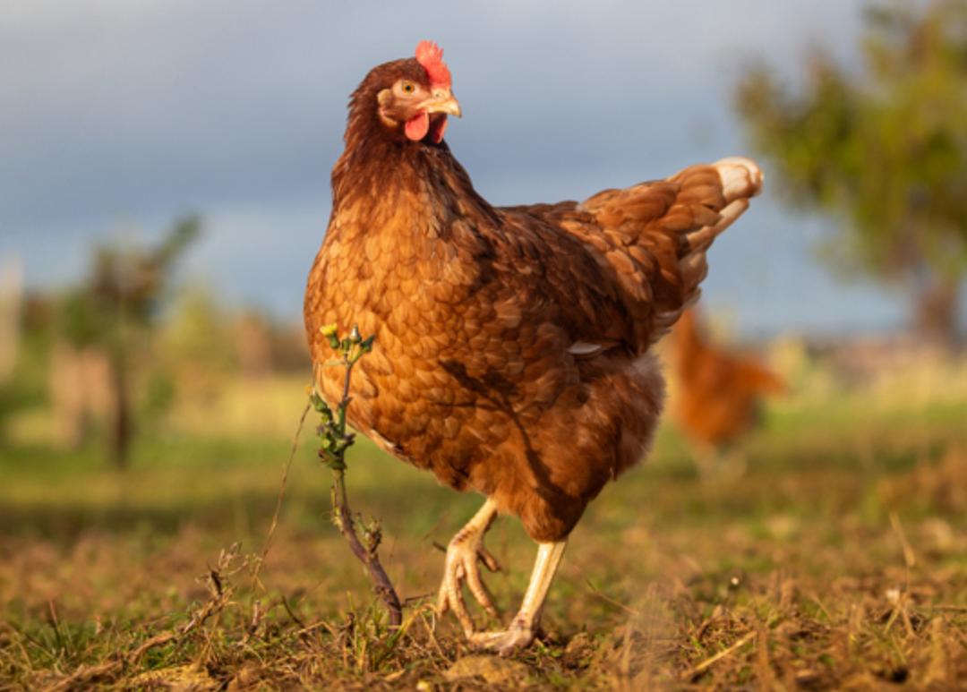 Information for poultry members