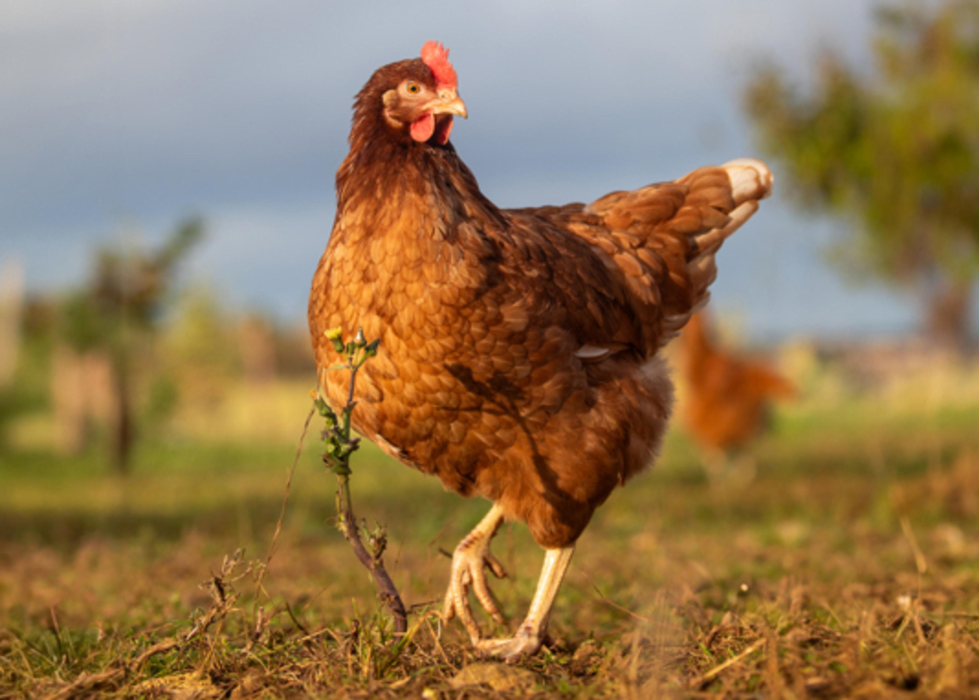 RSPCA Assured hen outside on a farm
