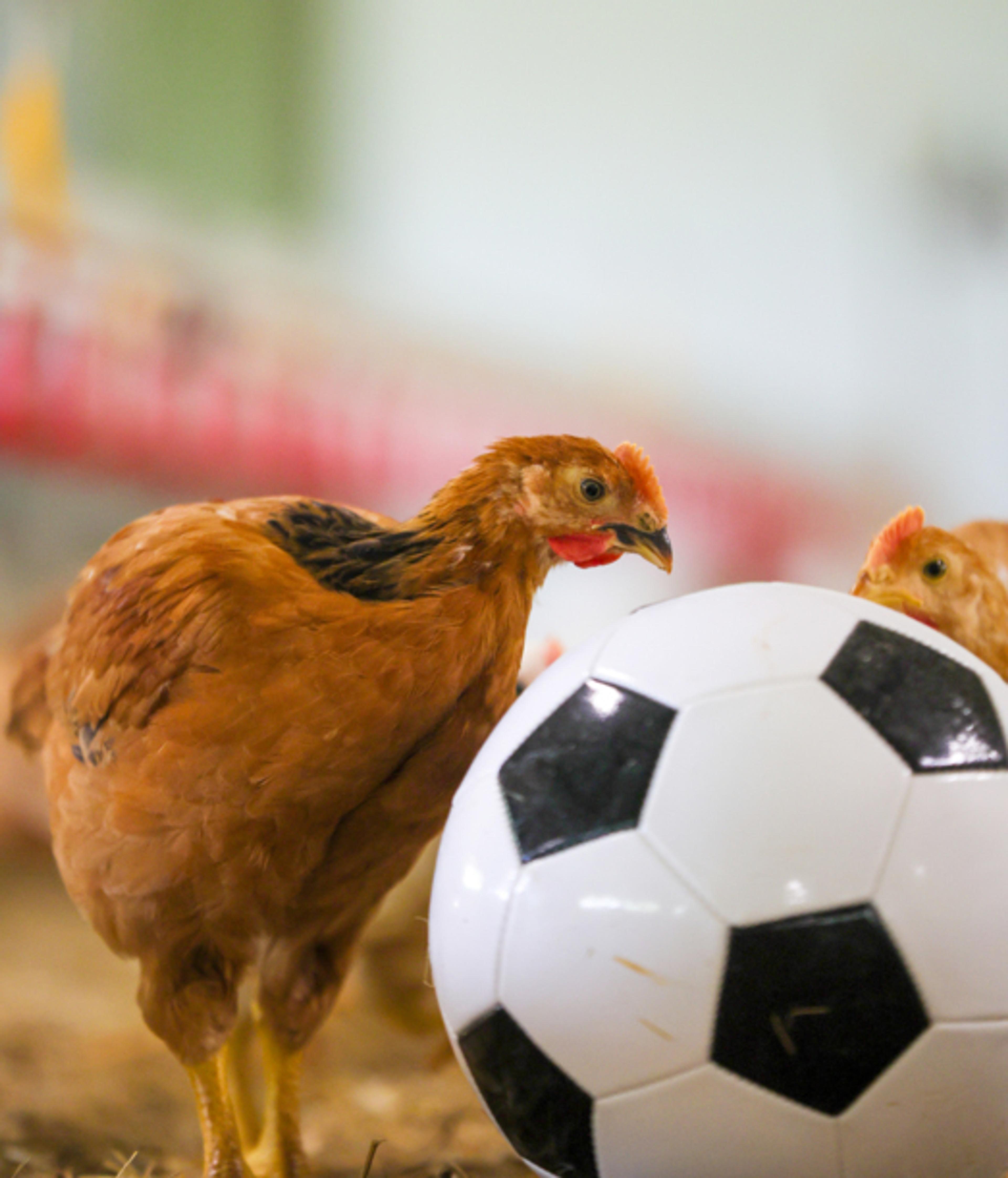 Hen with football enrichment on a higher welfare farm