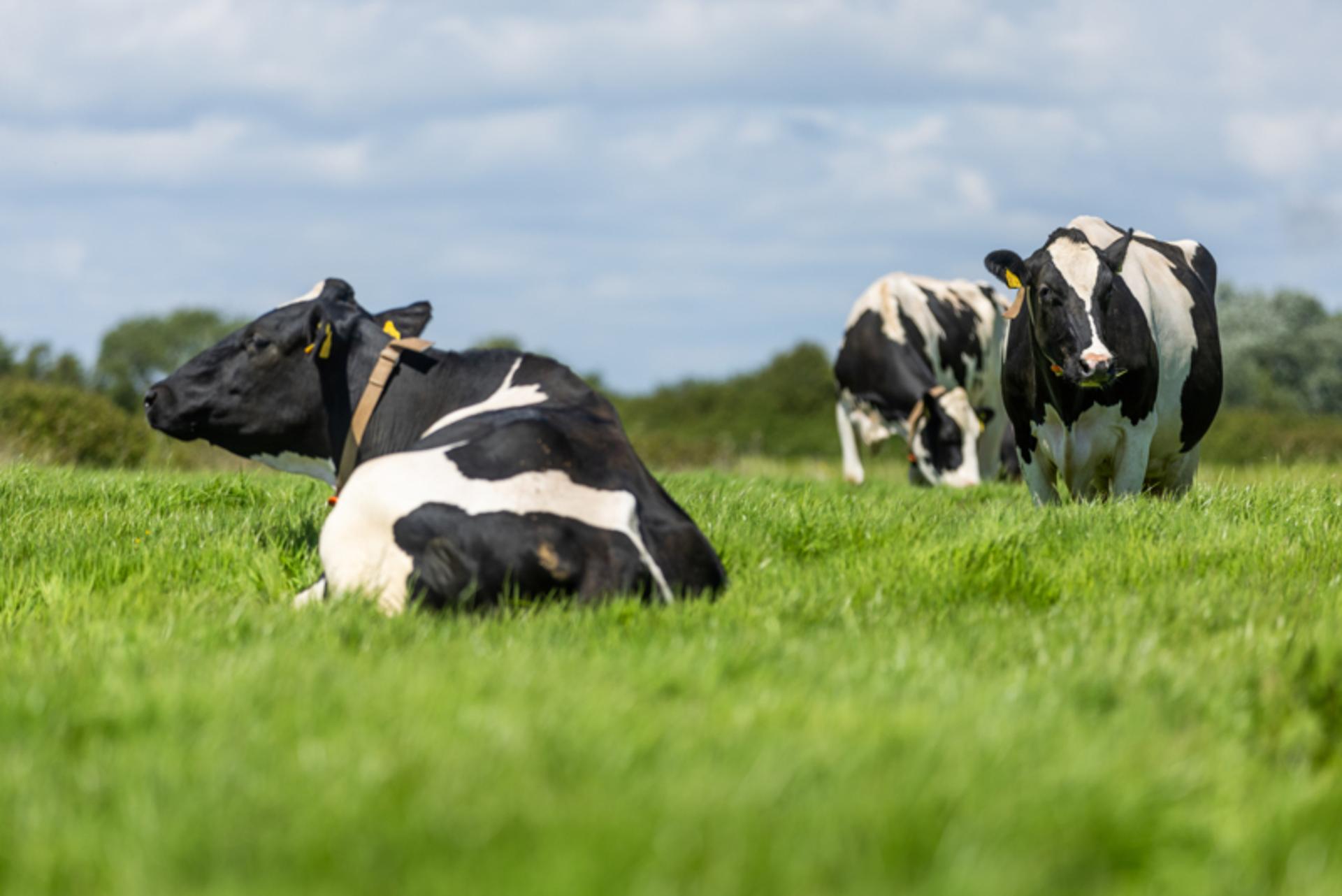 Exciting innovation at DairyTech 2026