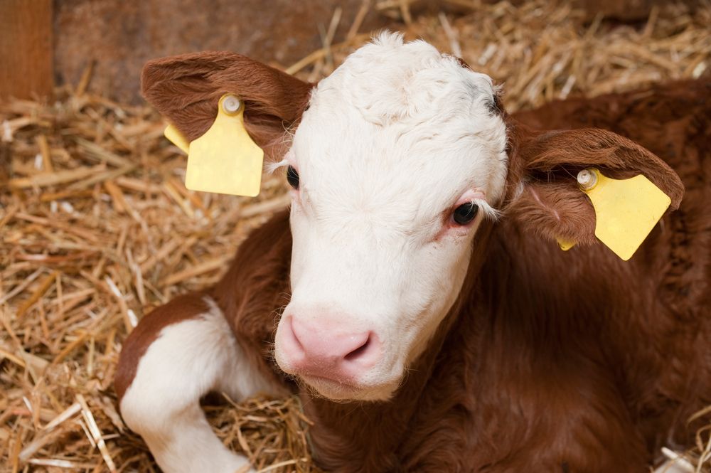 Veal calf with eartags in straw