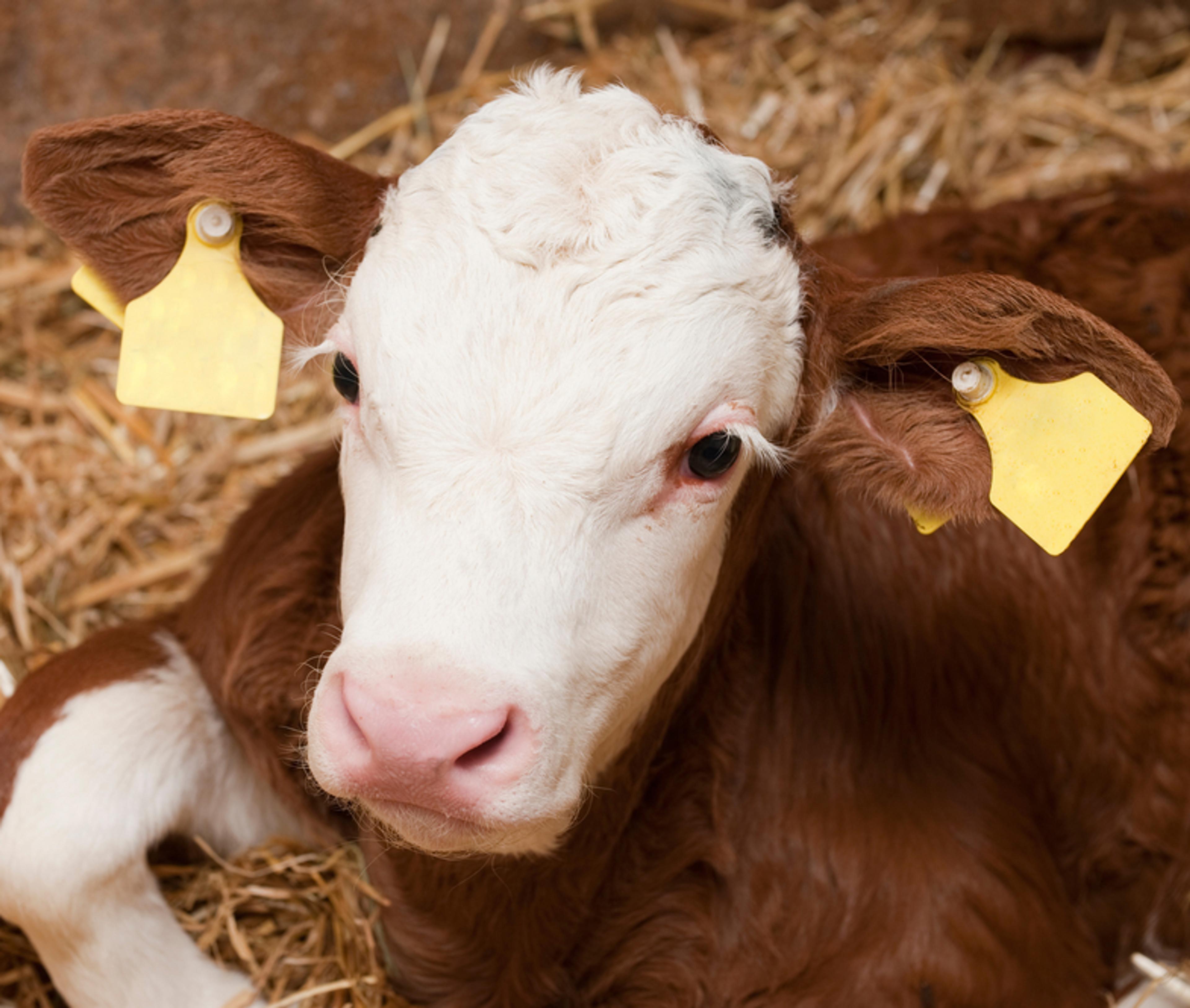 Veal calf with eartags in straw