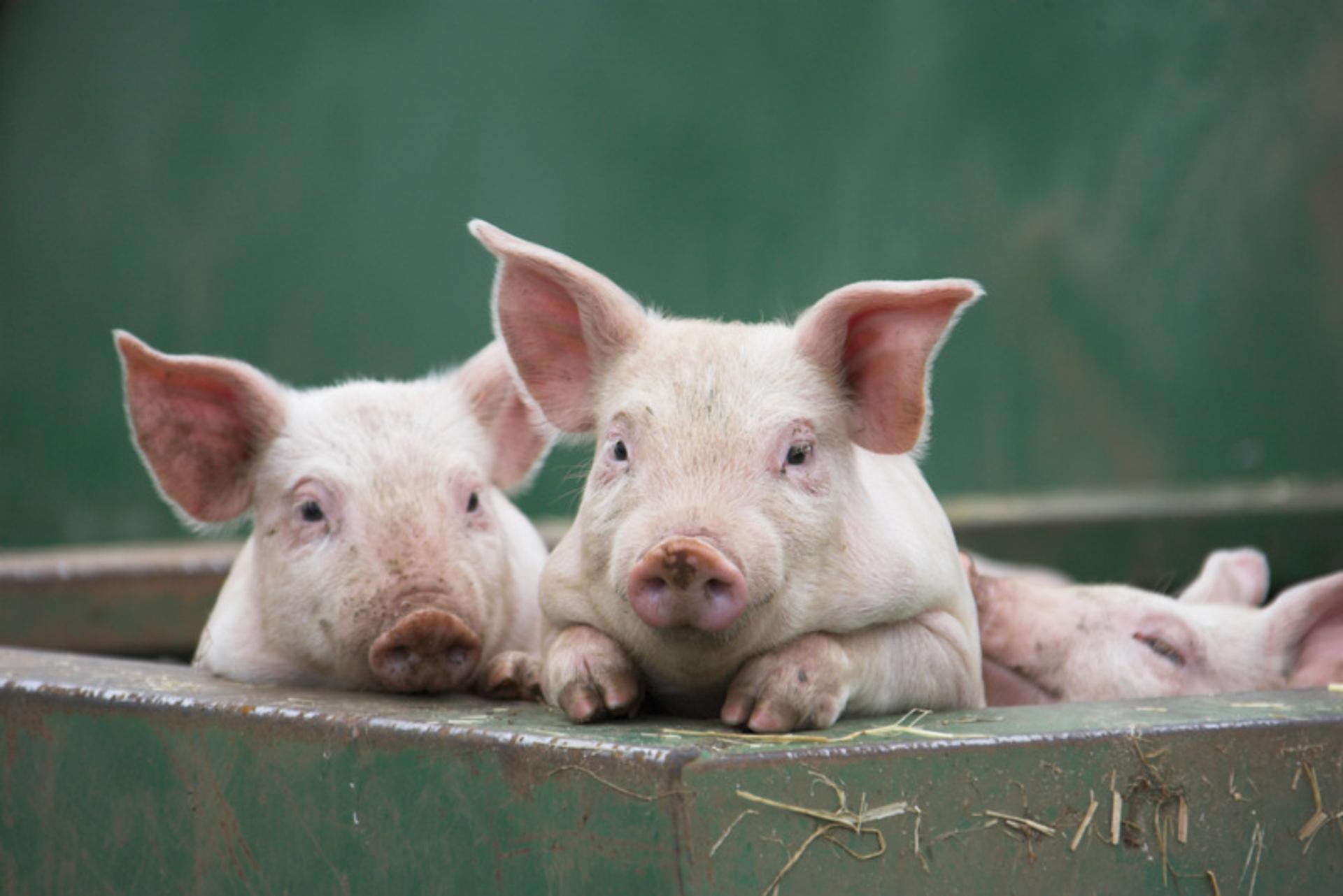 A pig’s life on an RSPCA Assured member’s farm