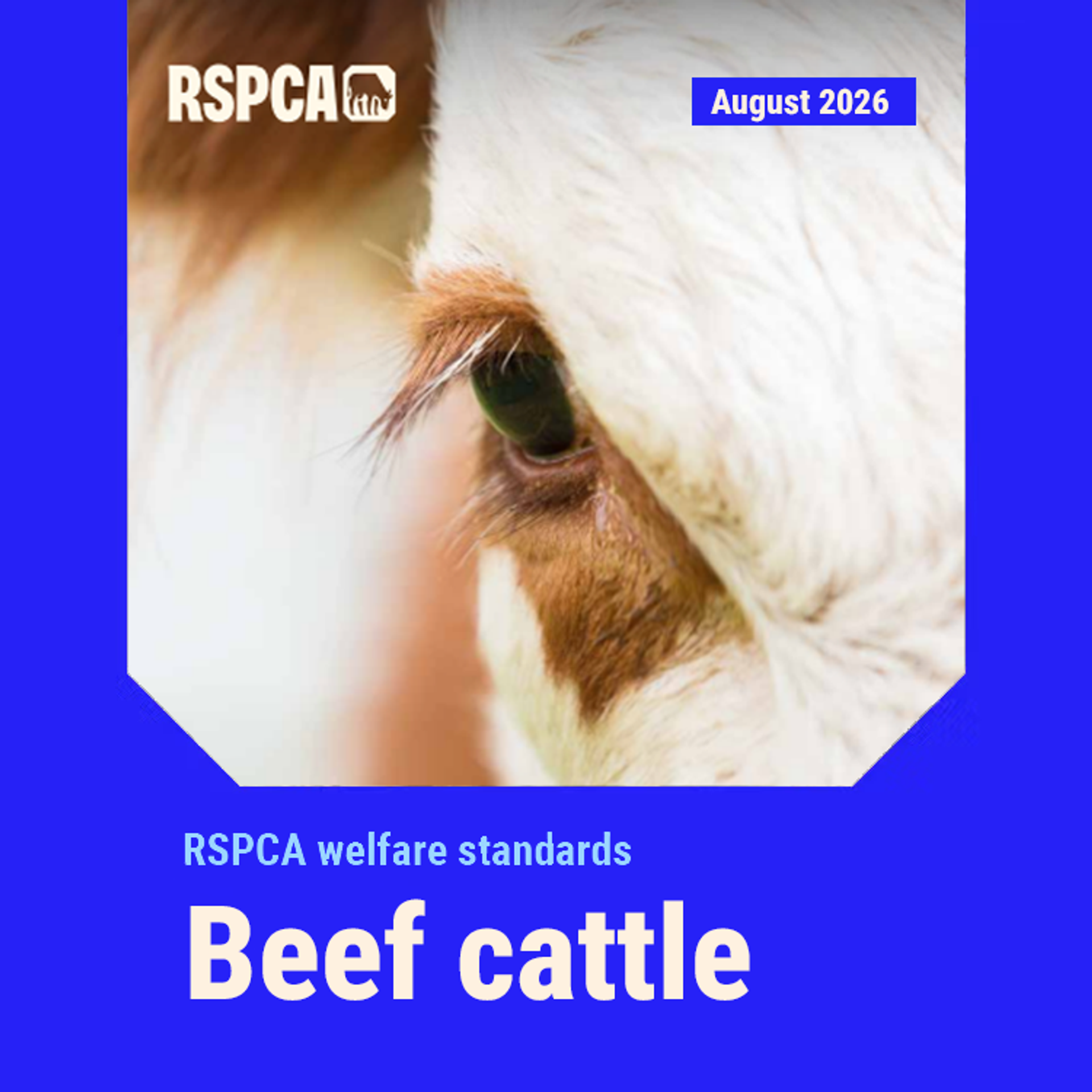 Beef cattle