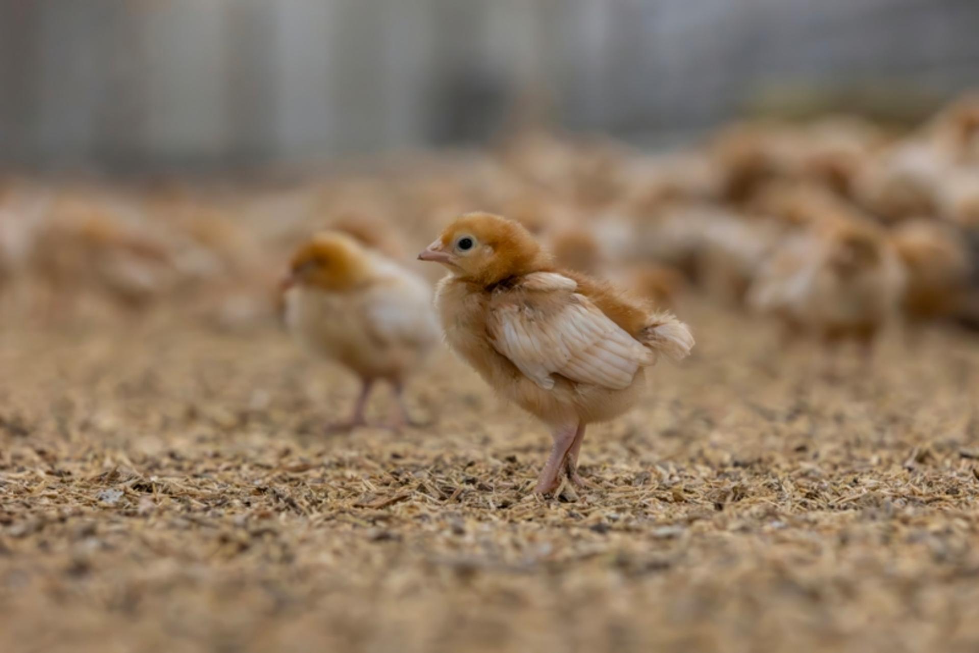 Information for pullet members