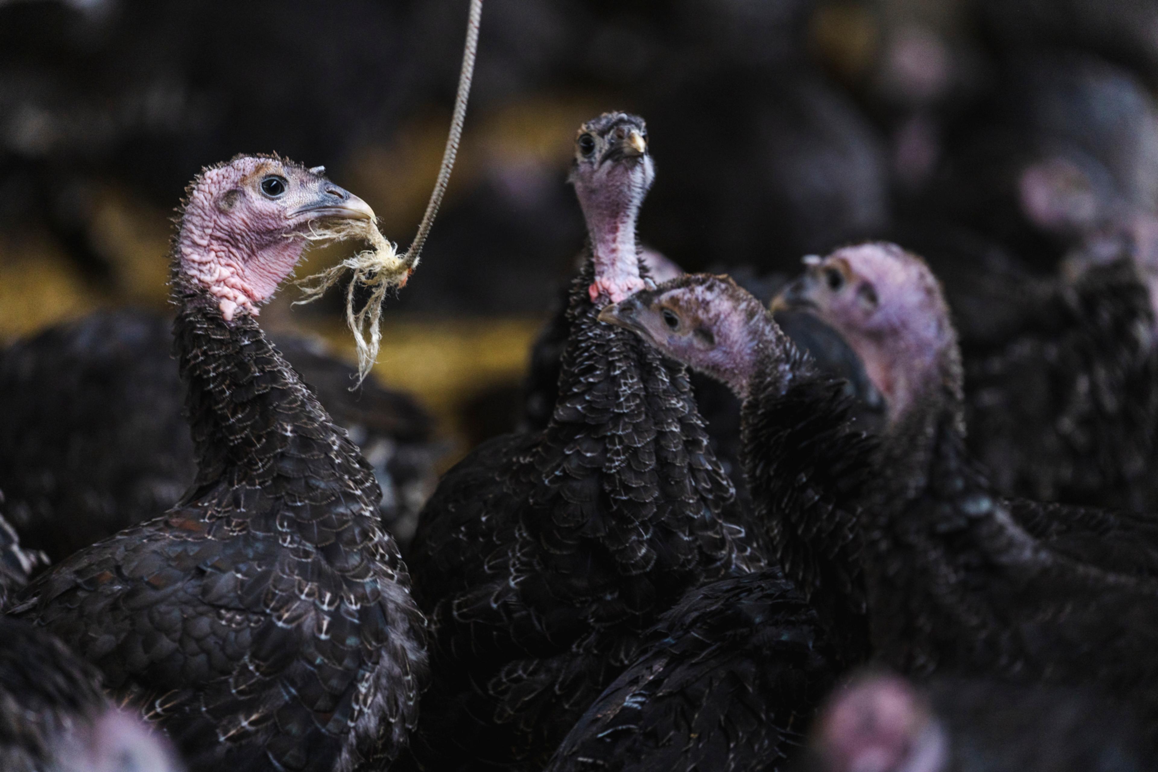Turkeys with enrichment