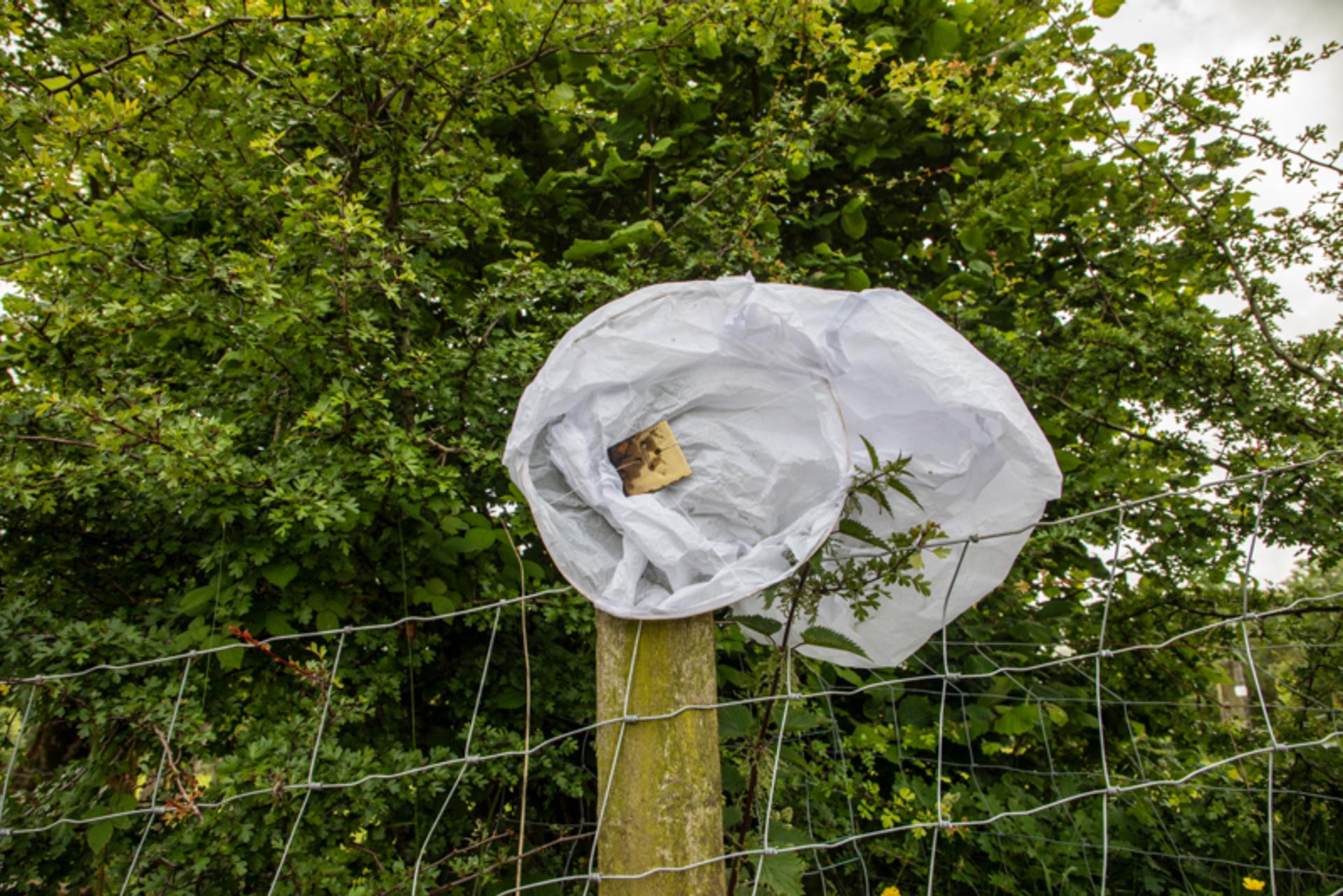 Sky lanterns can pose serious risks to animals