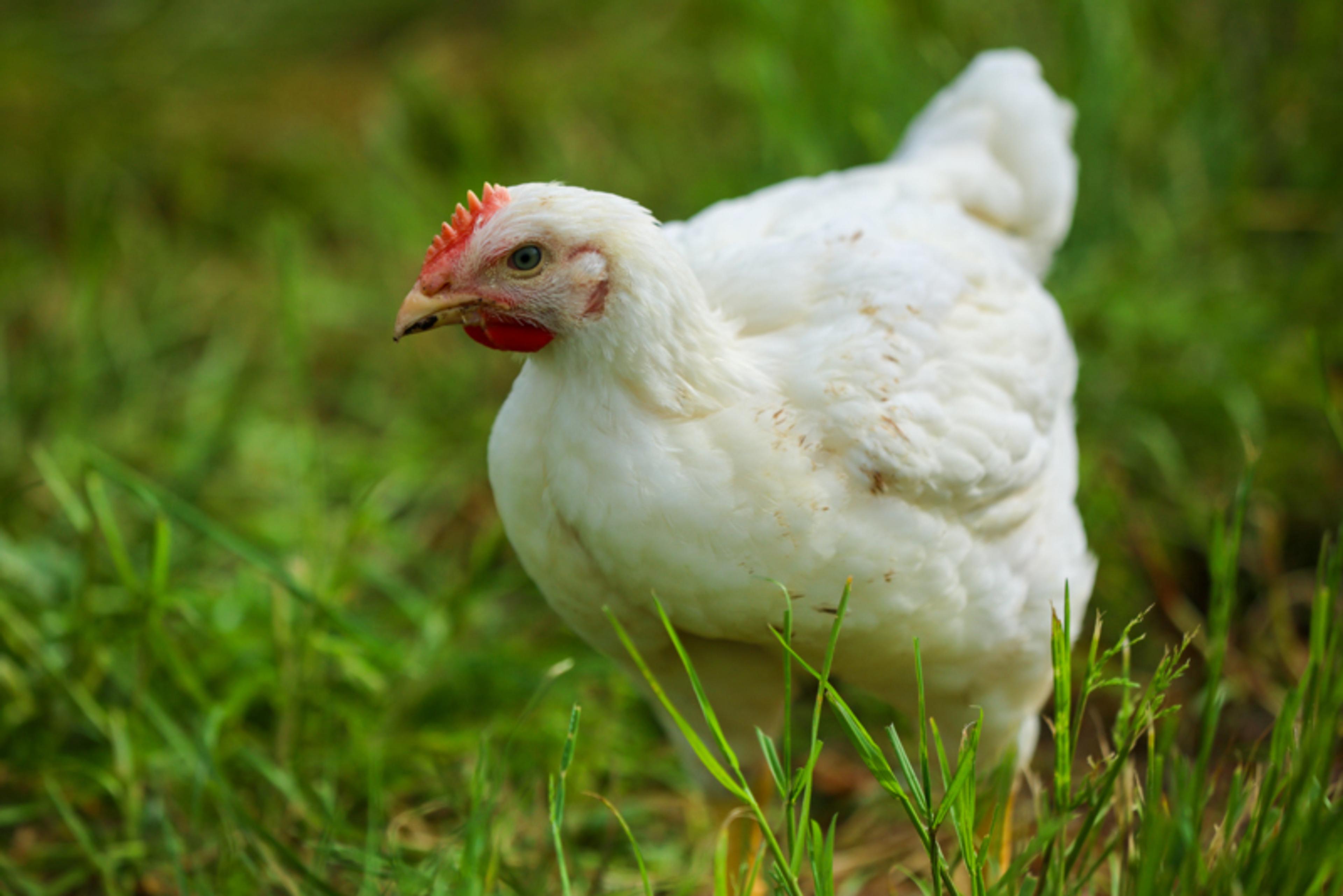 Broiler in the grass