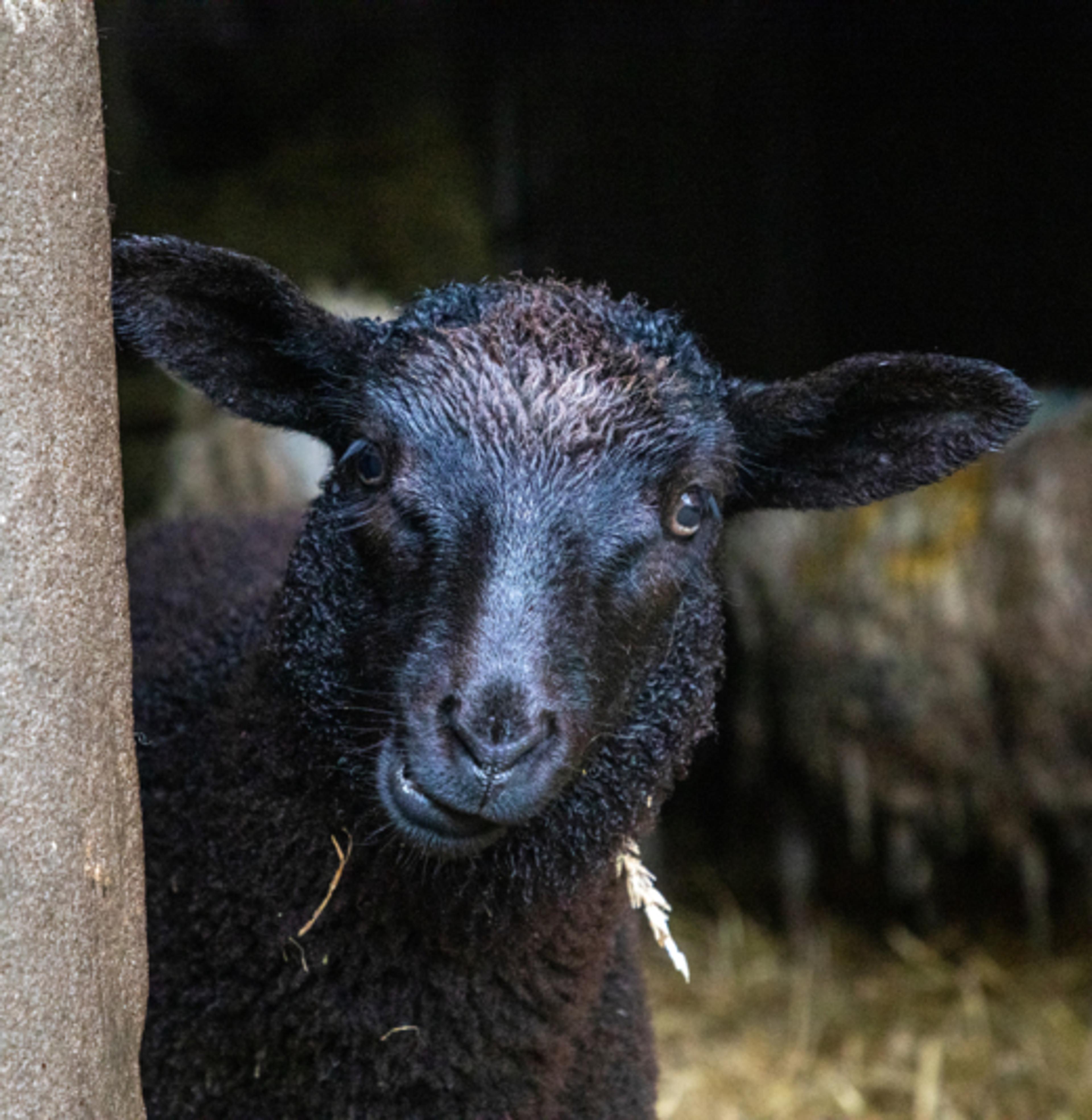 Funny faced black sheep