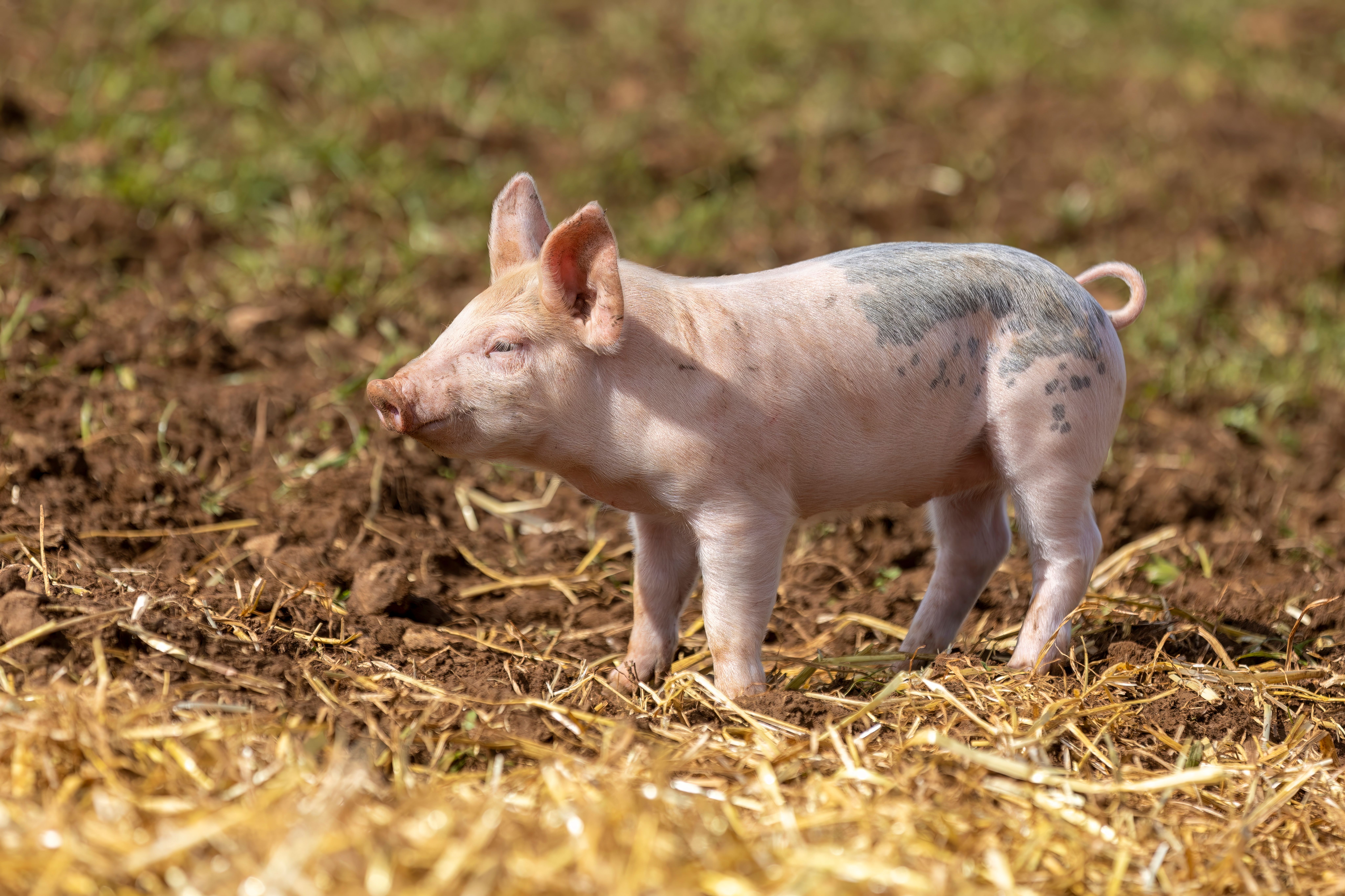Piglet outside with straw