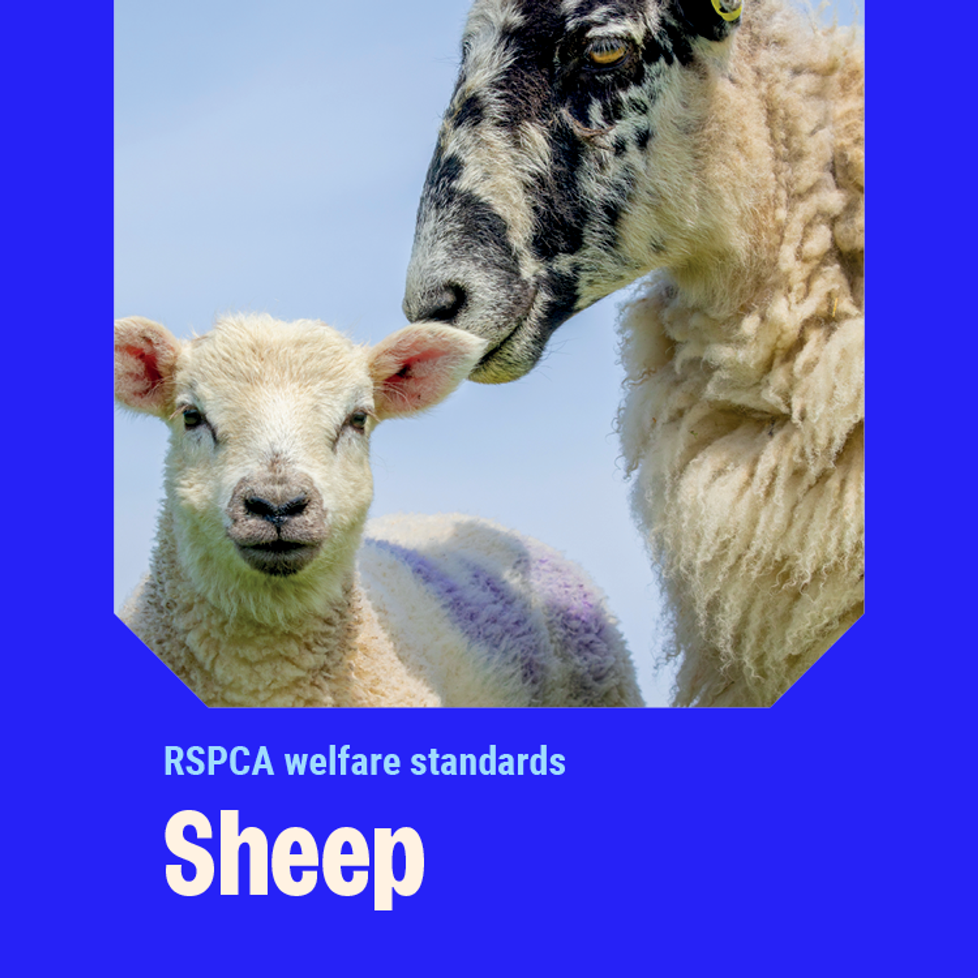 Sheep