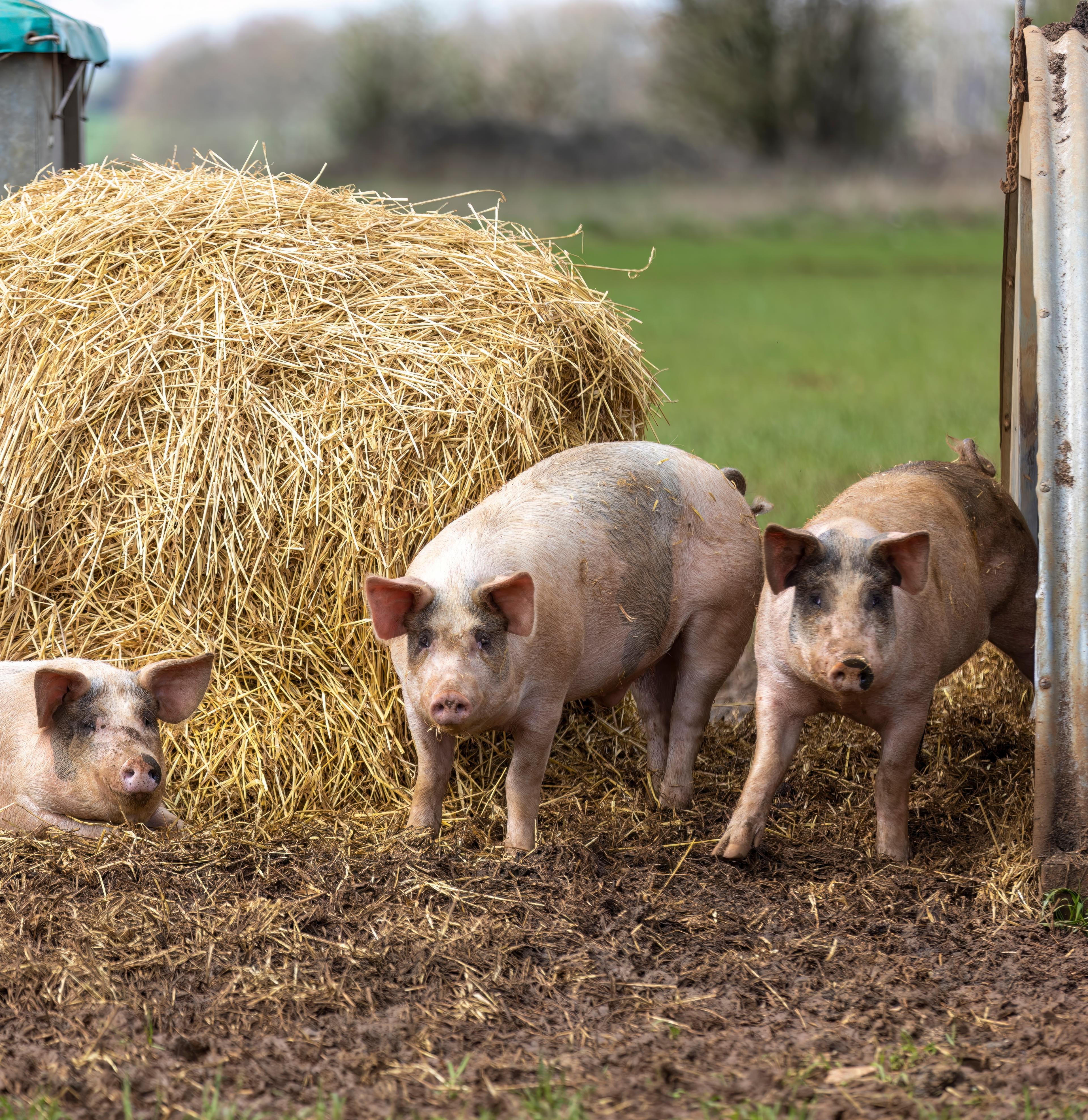 RSPCA Assured pigs with a straw bale