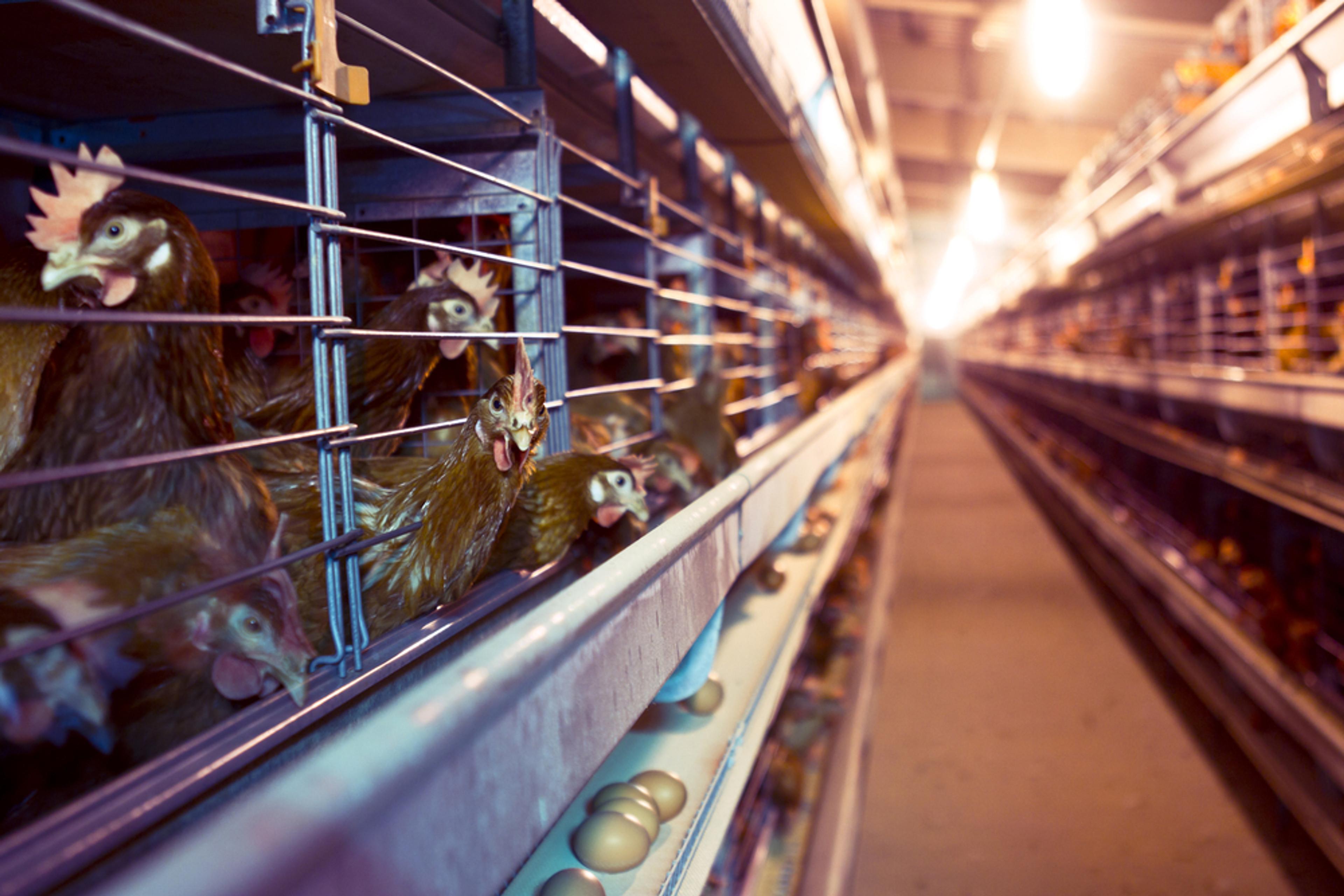 battery hens in cages