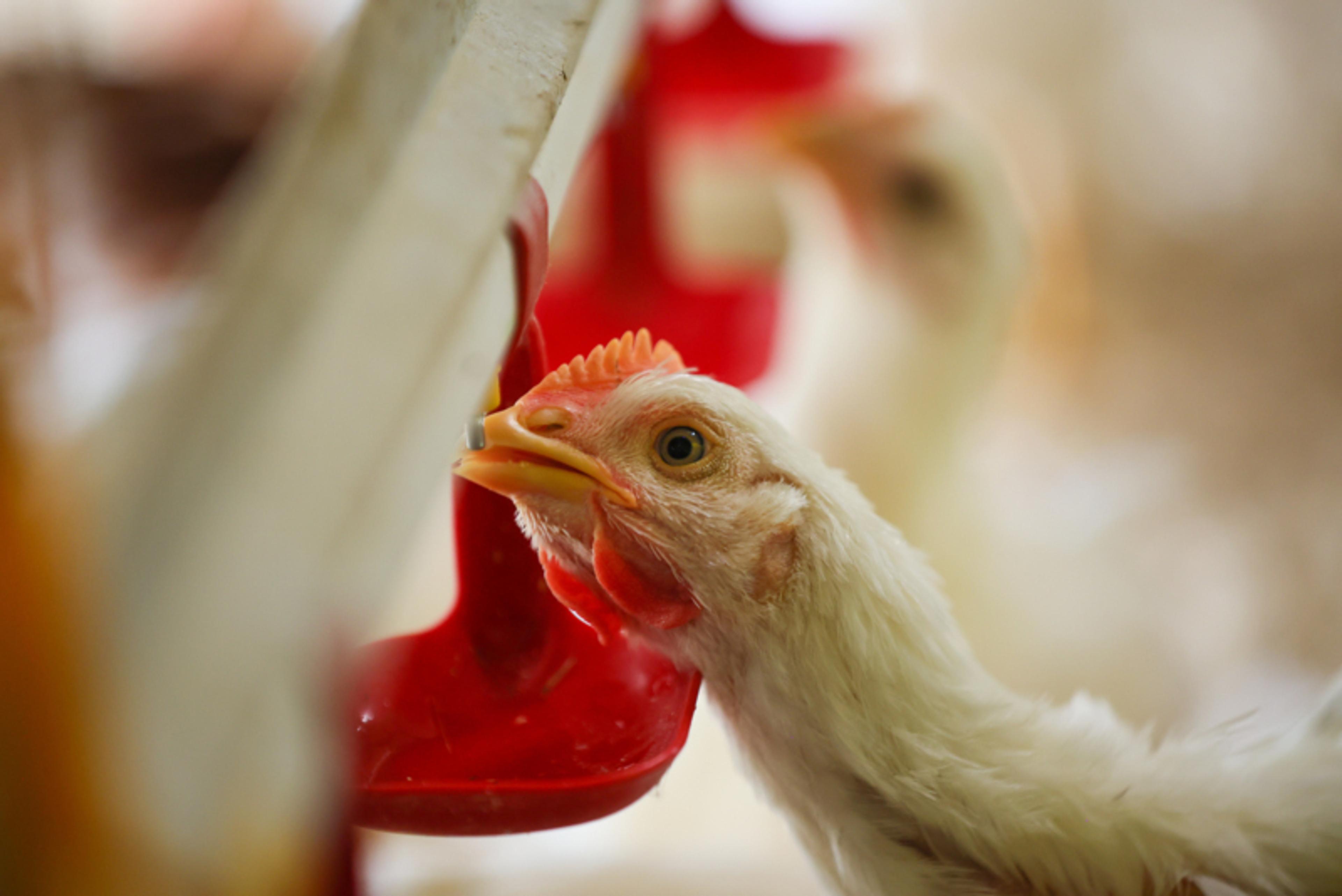 Broiler drinking on a farm