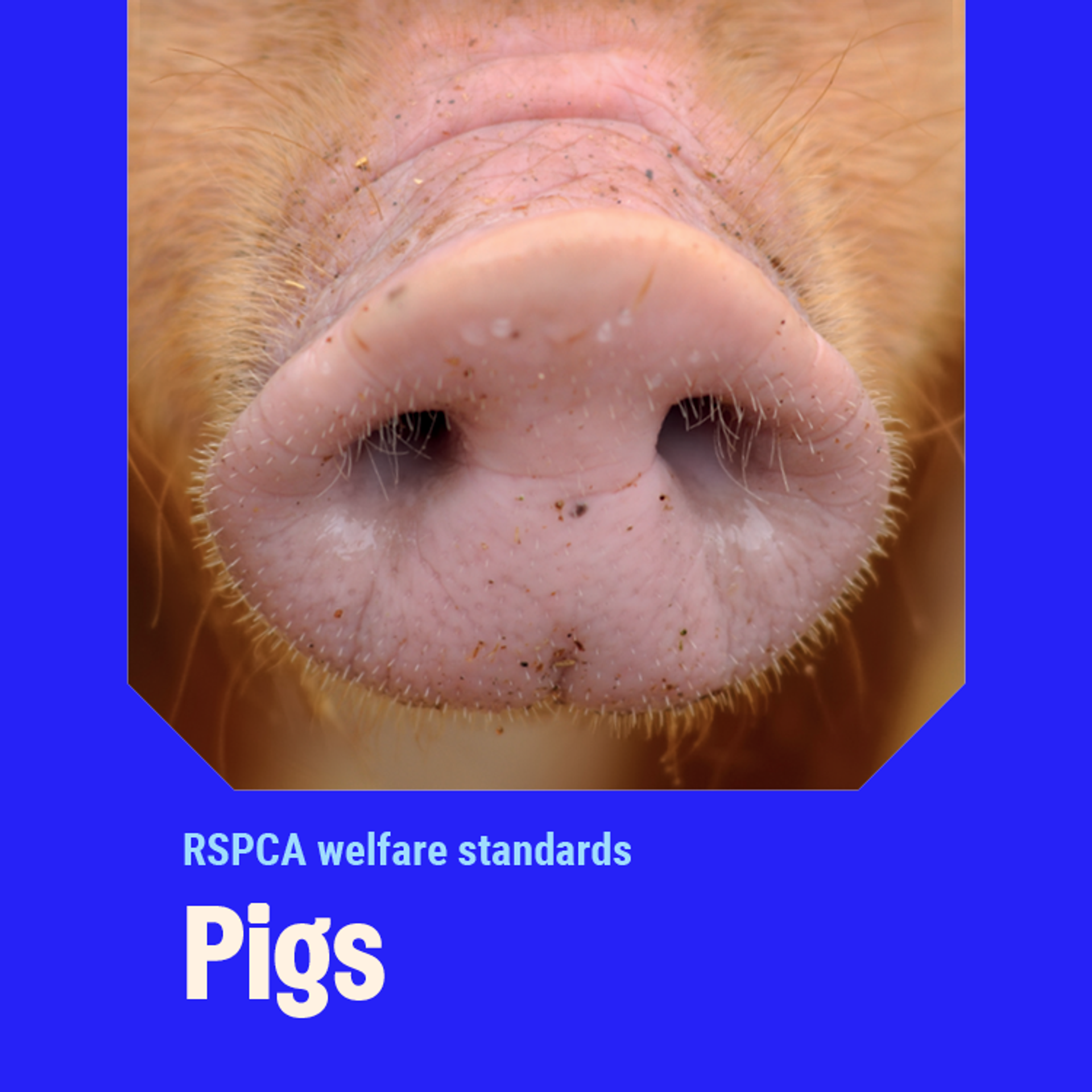 Pigs