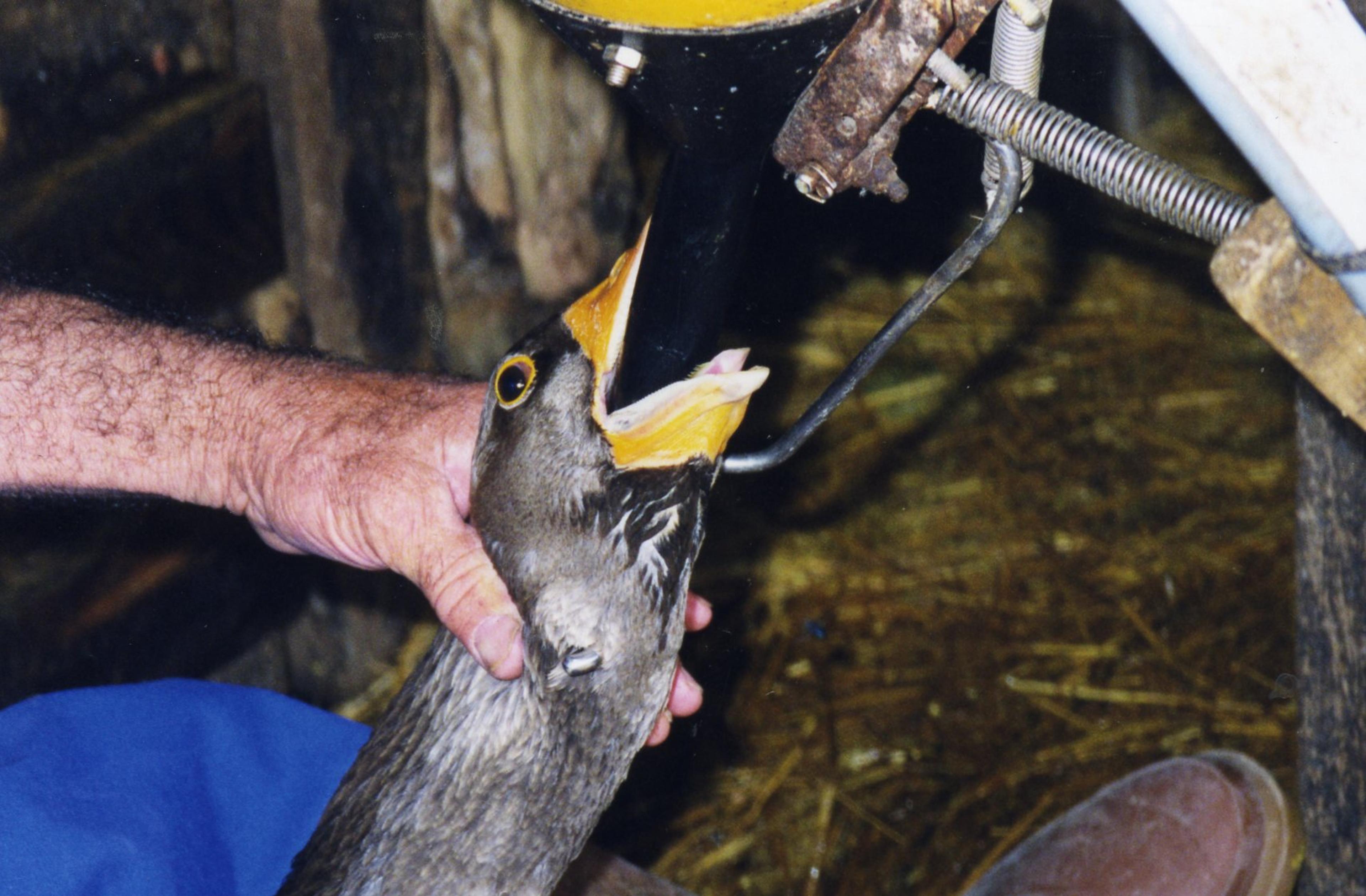 Googse force fed in the production of foie gra