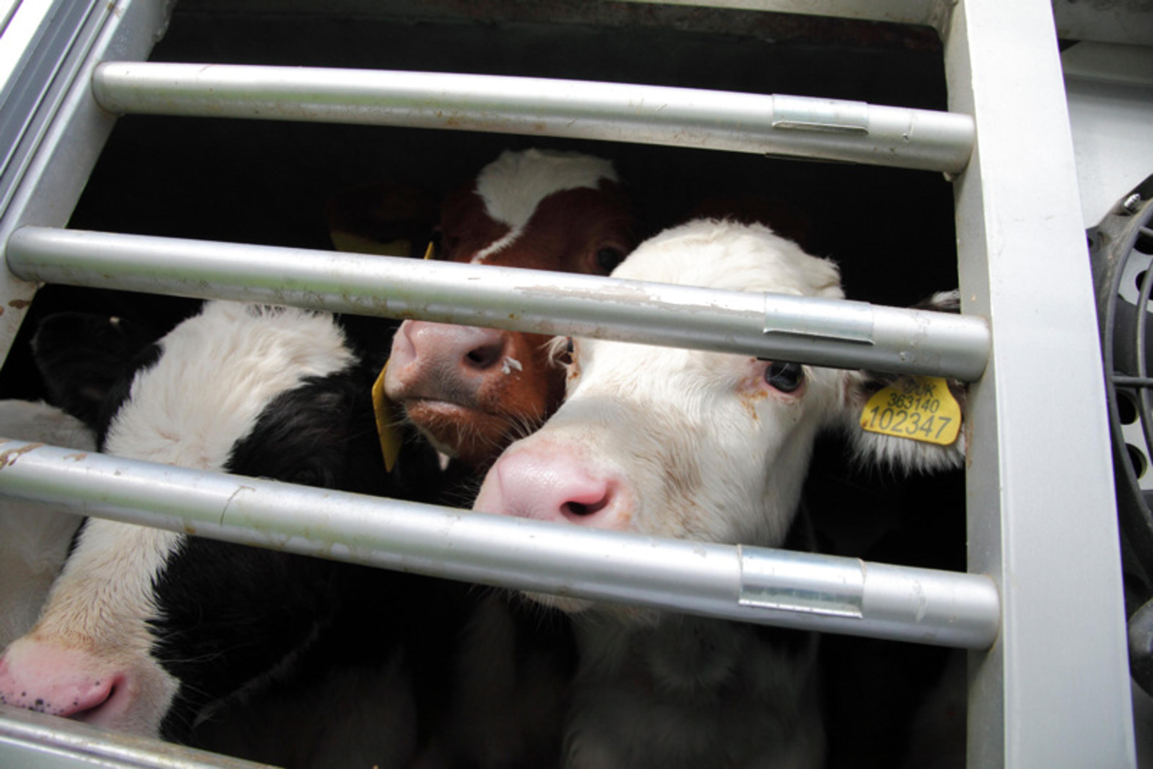 Transporting livestock to slaughter