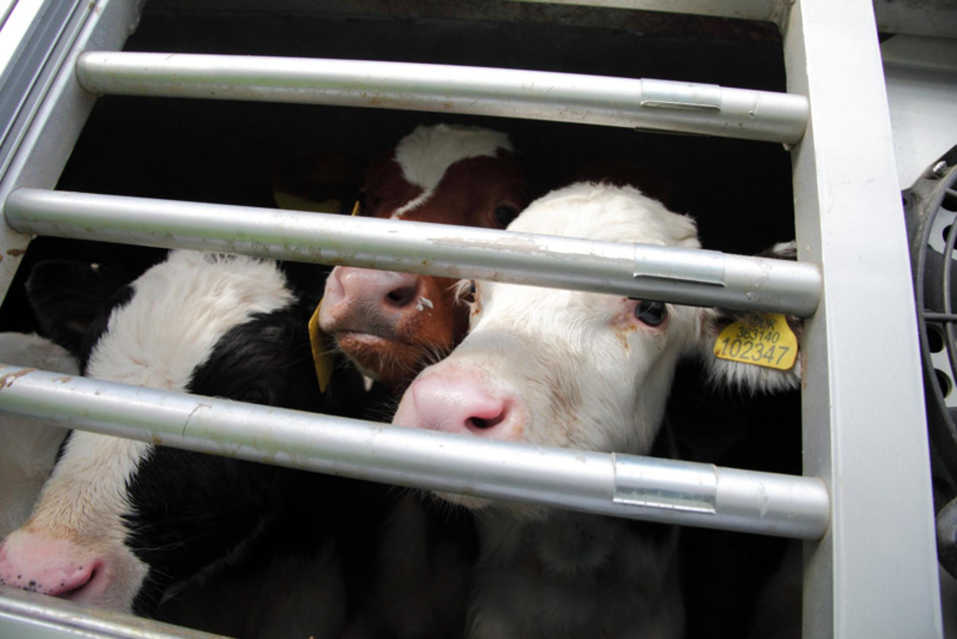 Non-stun slaughter in the UK: what it means for animal welfare
