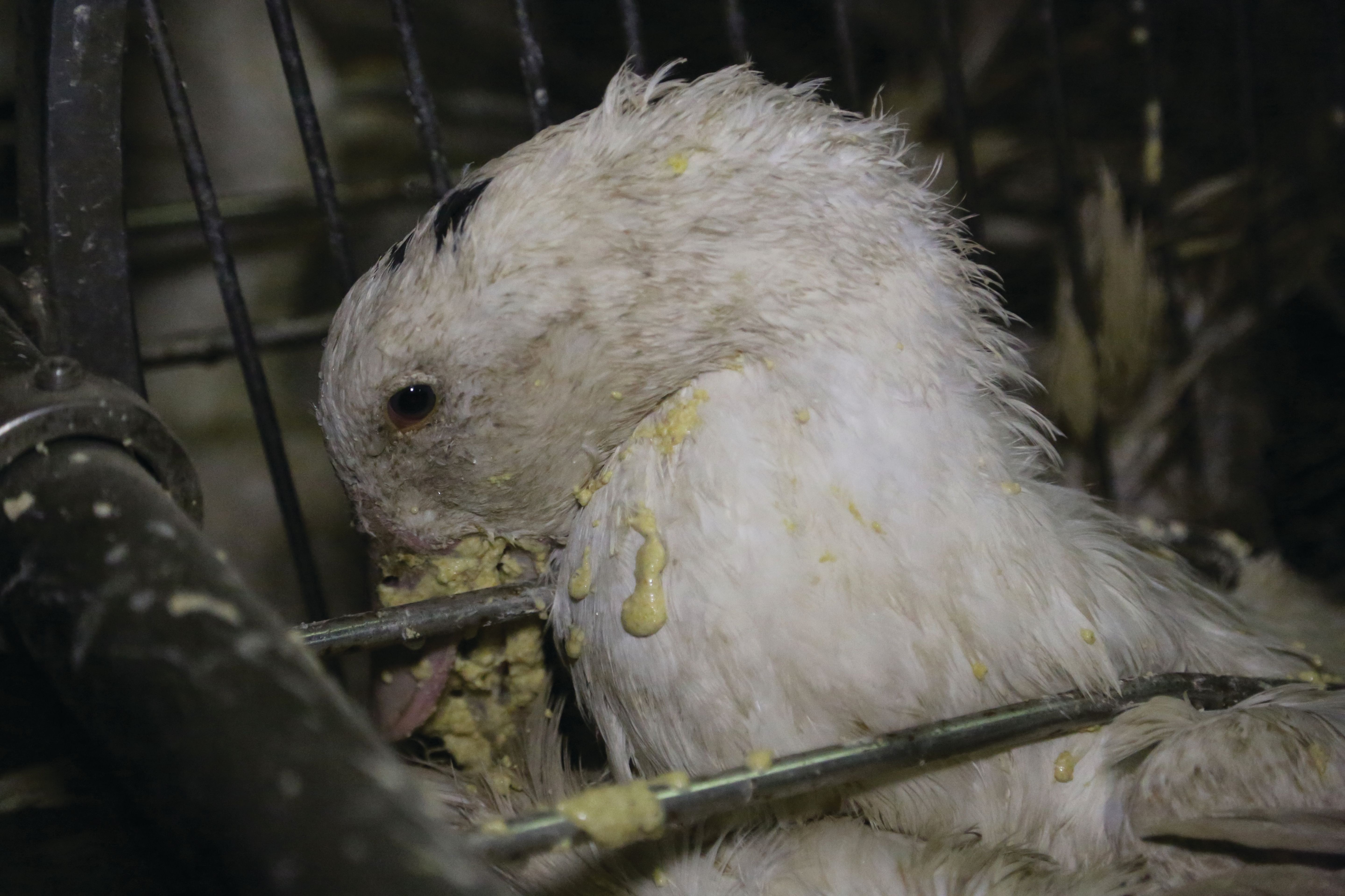 Together, we really can make foie gras history.