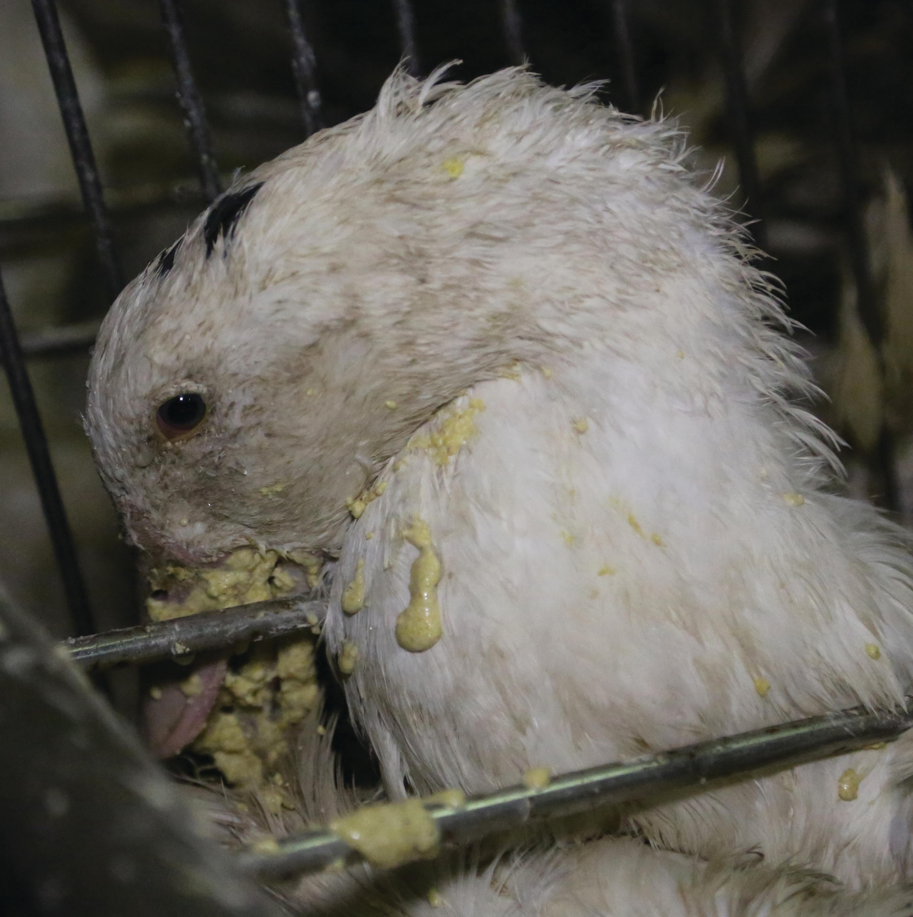 Together, we really can make foie gras history.