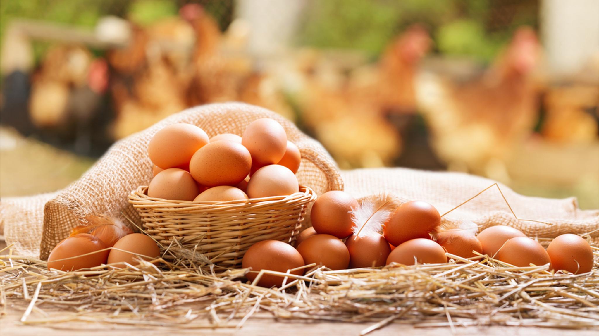Why are eggs different colours?