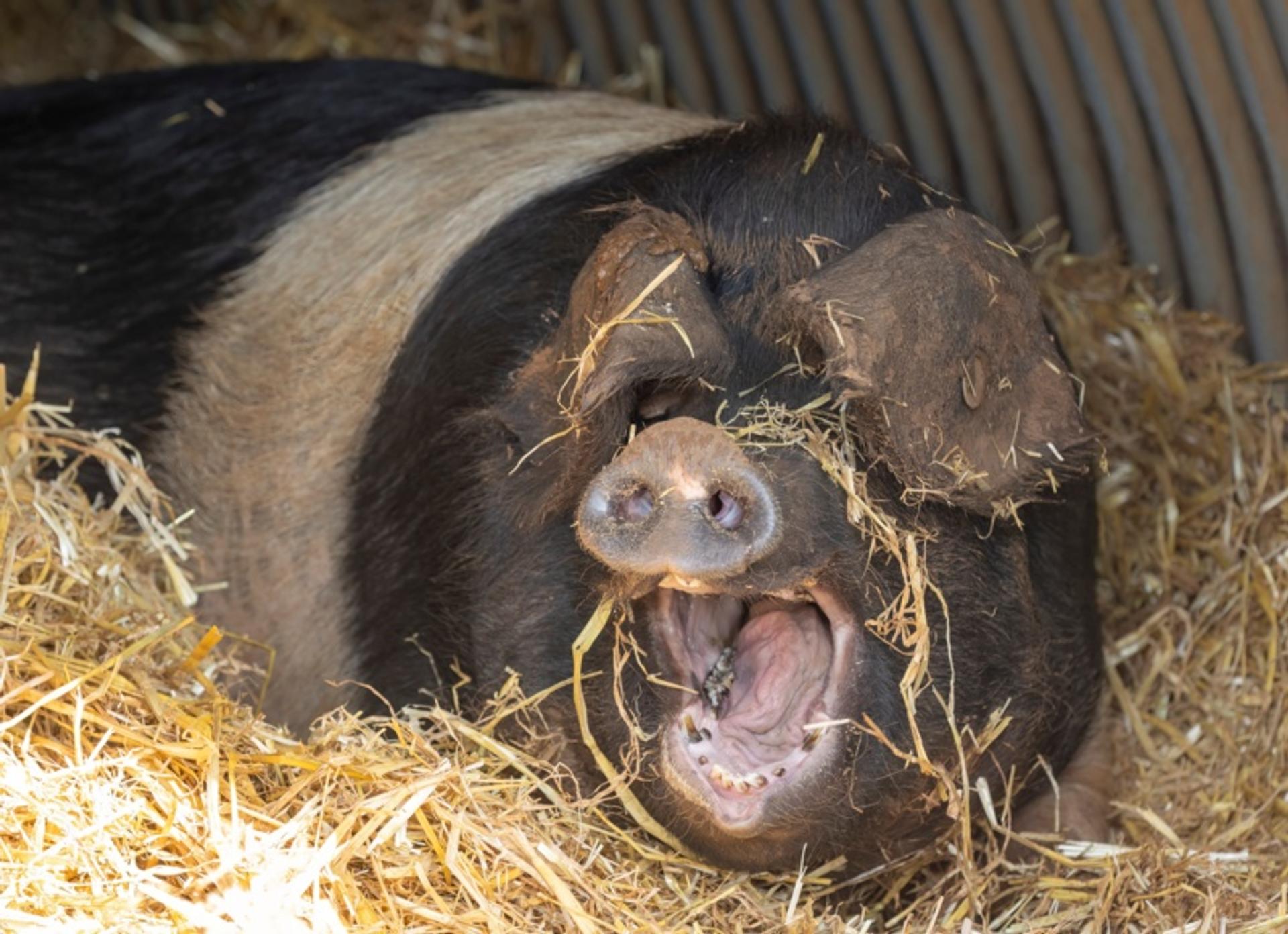 Why the RSPCA believes free farrowing offers sows the best welfare