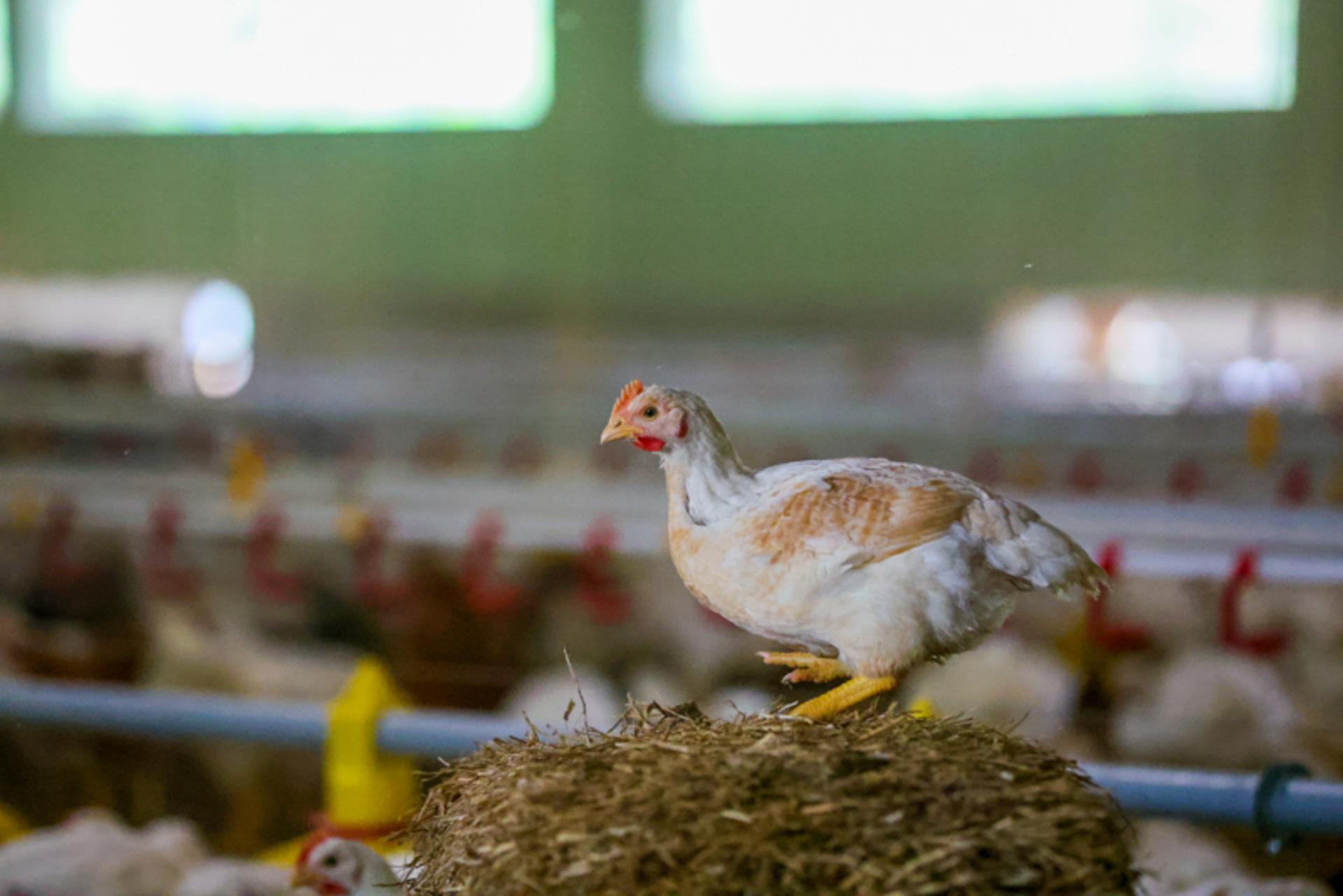 Accepted meat chicken breeds
