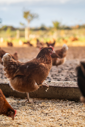 Hens on RSPA Assured farm