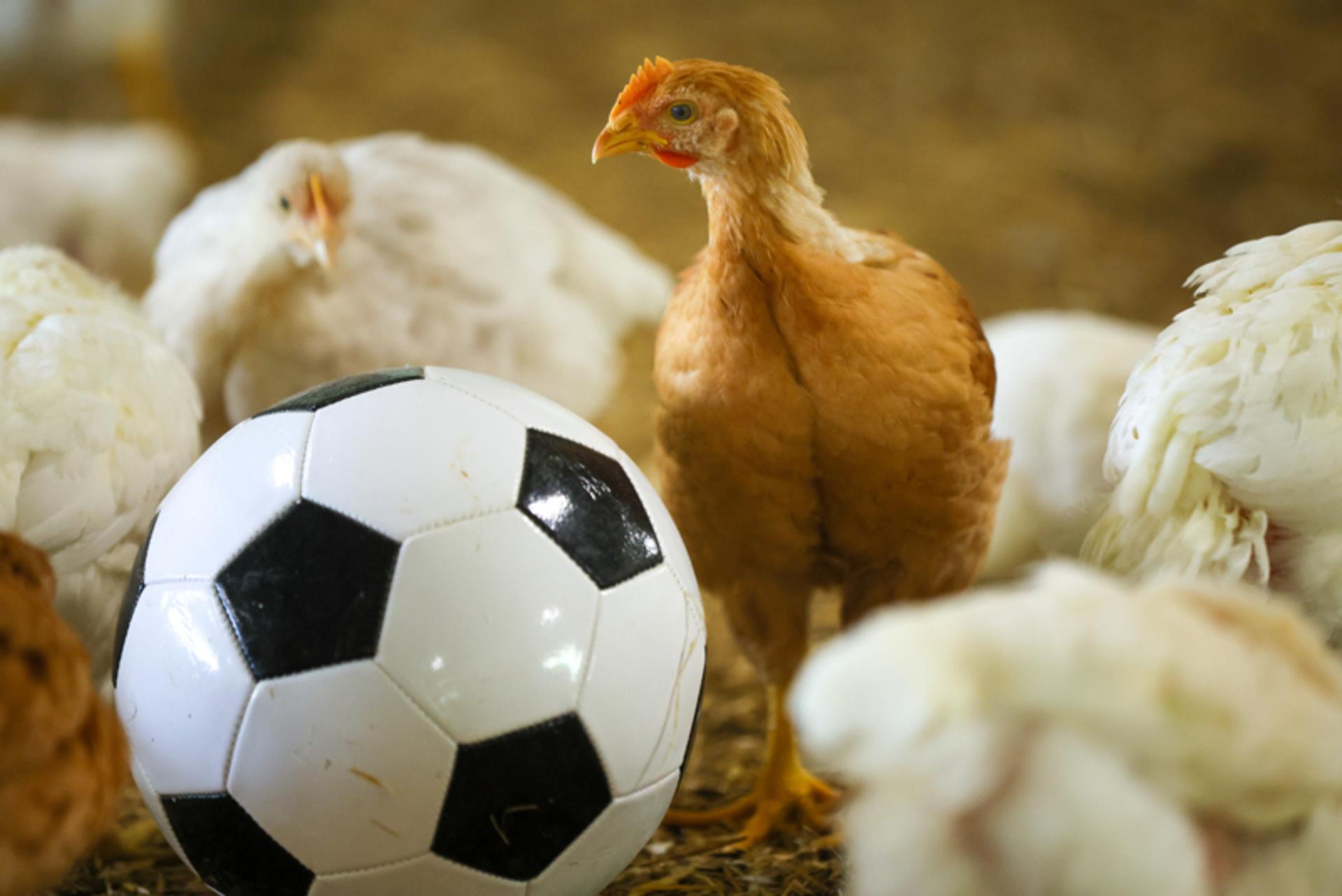 RSPCA Assured broiler with enrichment on farm