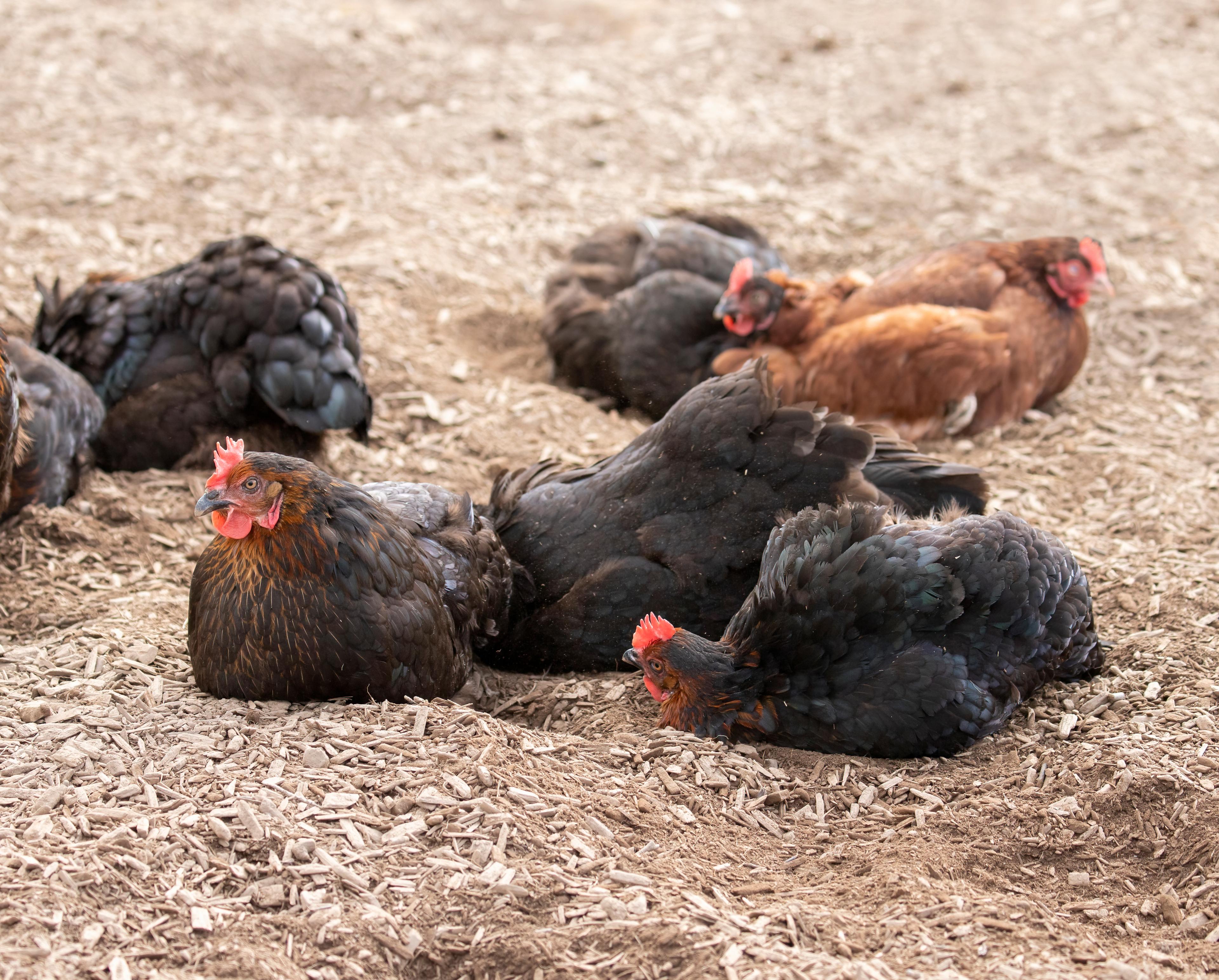 Hens dustbathing