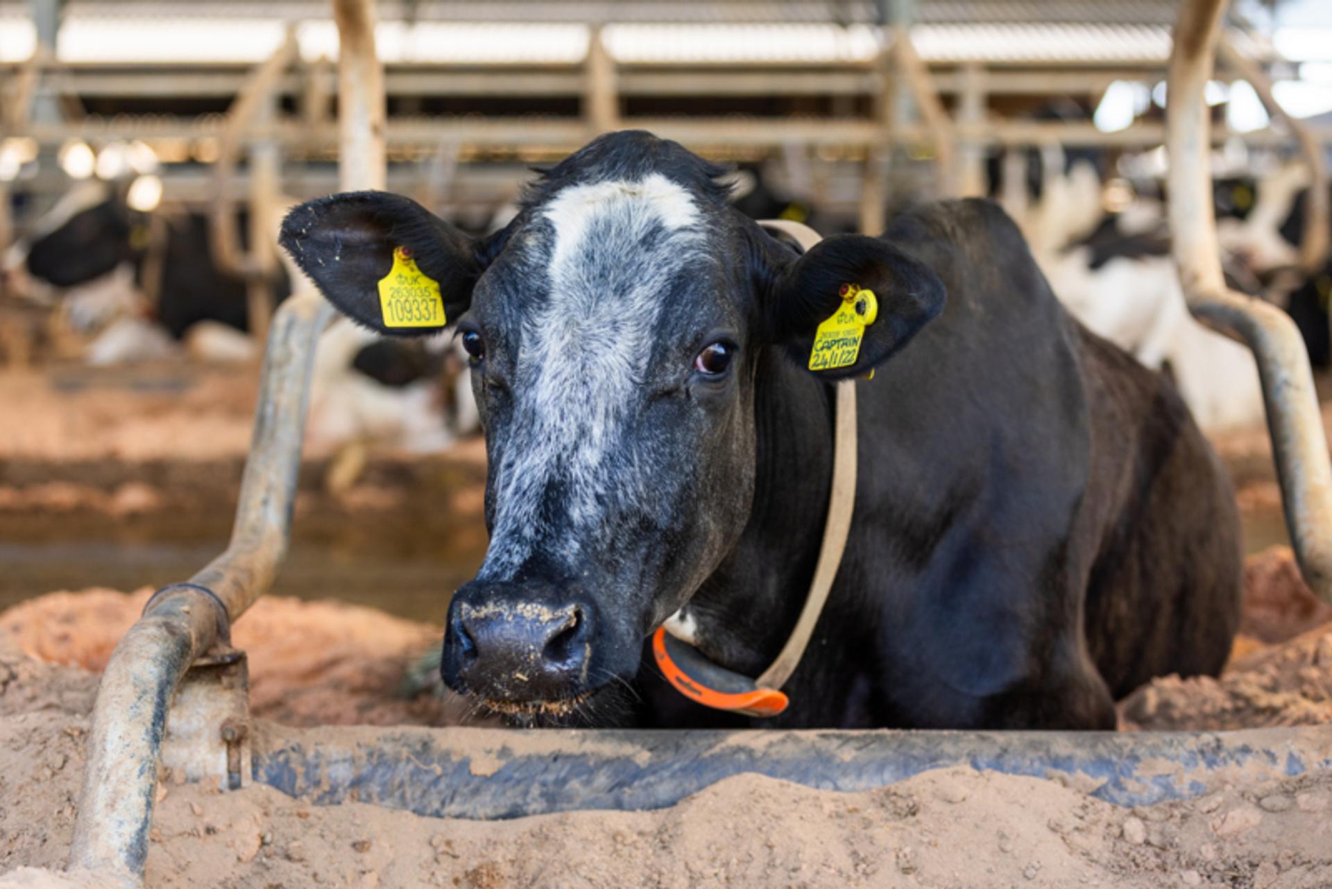 Bluetongue update: steps you can take to protect your animals