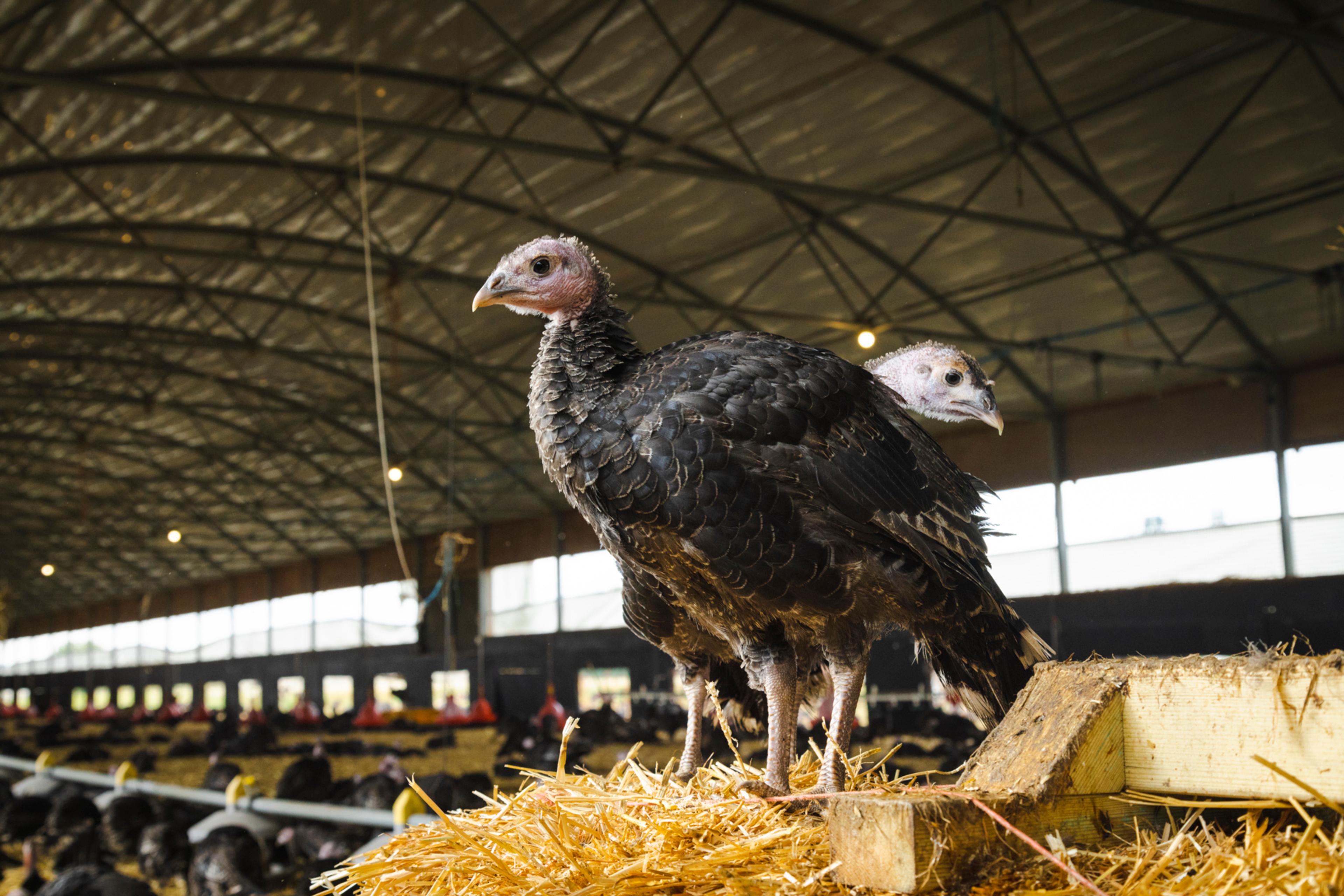 Higher welfare turkeys in a barn