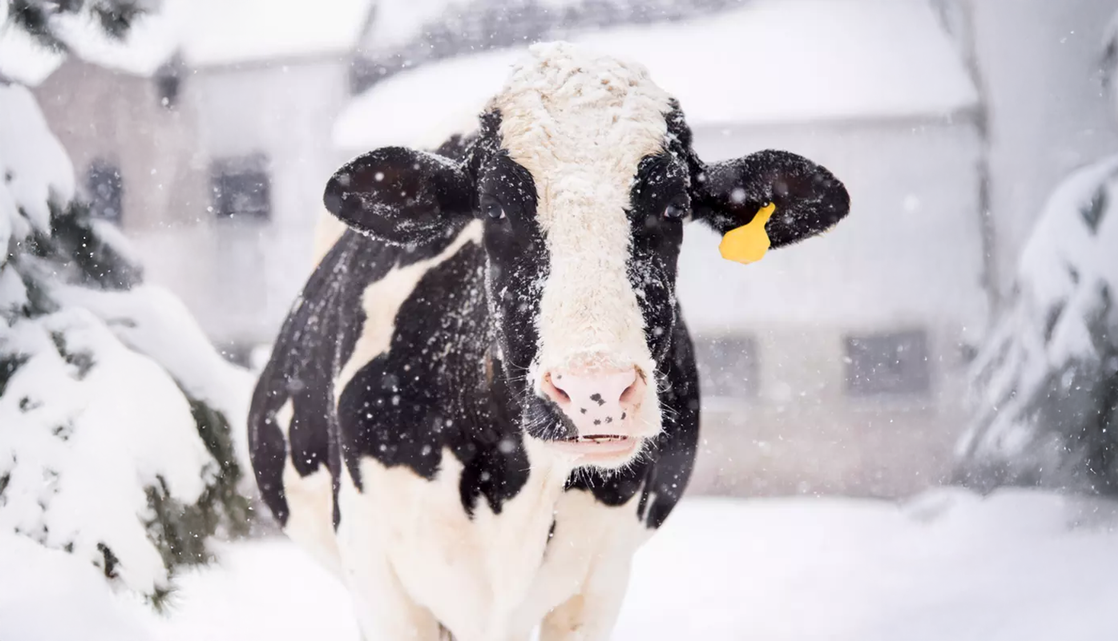 Caring for farmed animals during bad weather