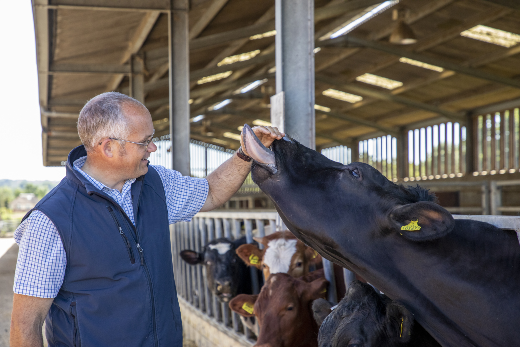 RSPCA Assured assessor with cow