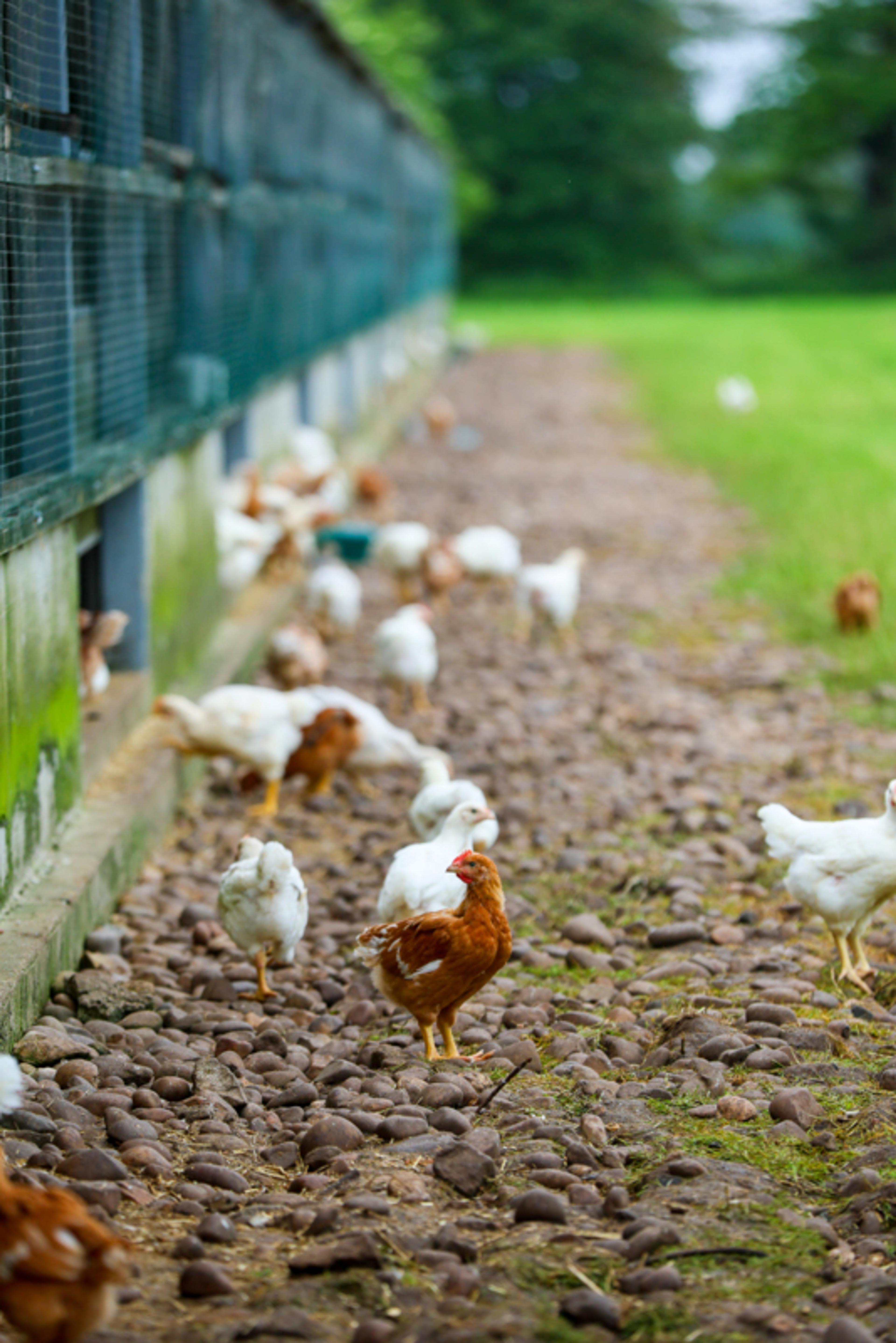 Chickens on a higher welfare farm