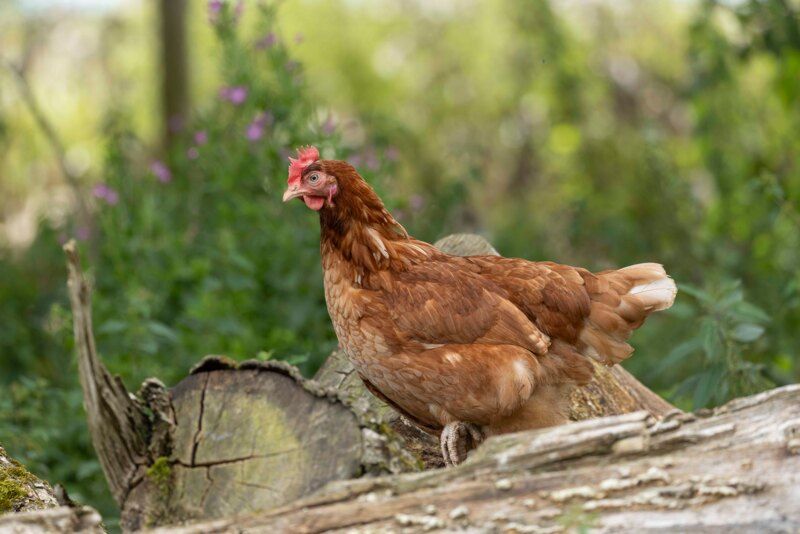 Behaviour support - hen behaviour and natural daylight