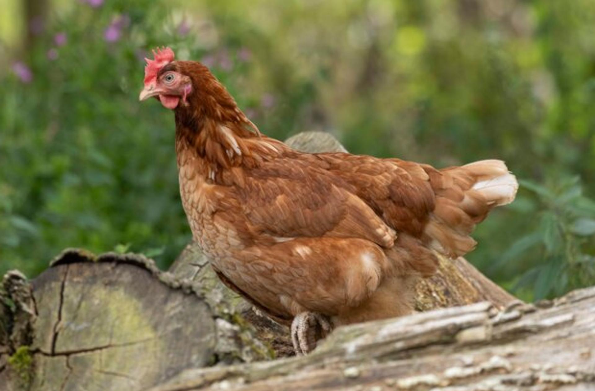 Behaviour support - hen behaviour and natural daylight