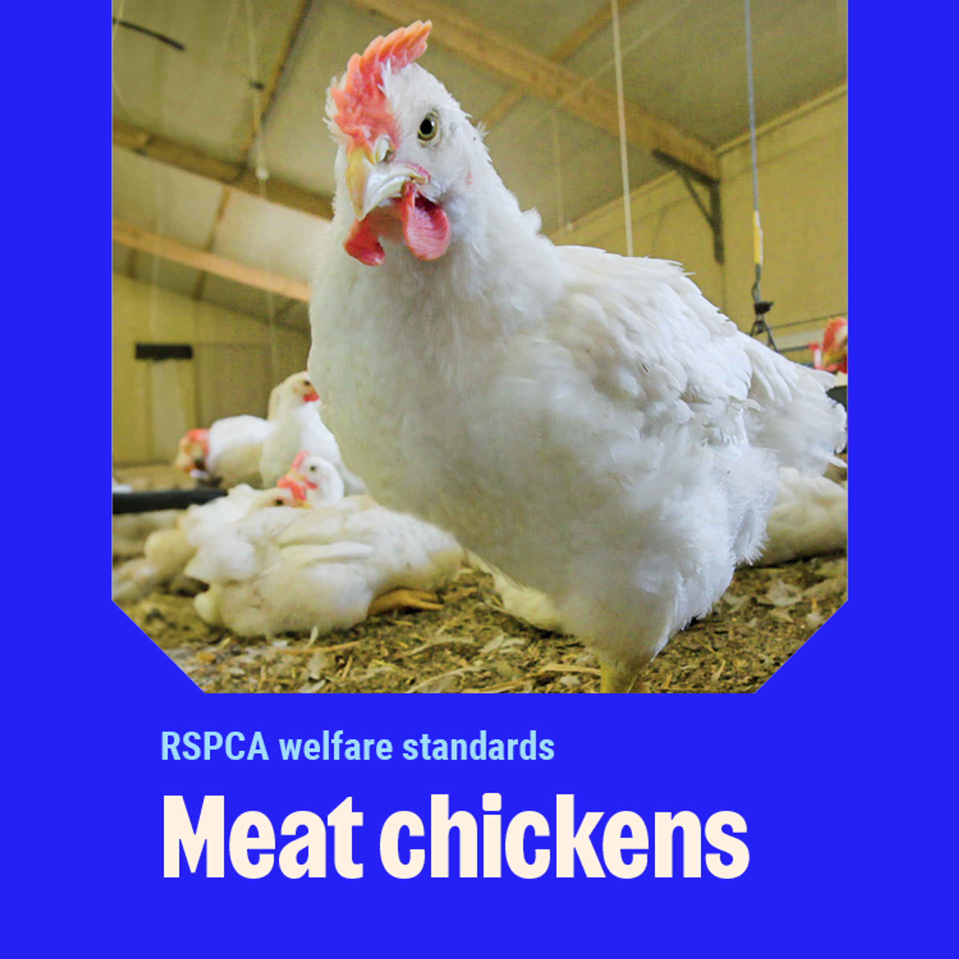 Meat chickens