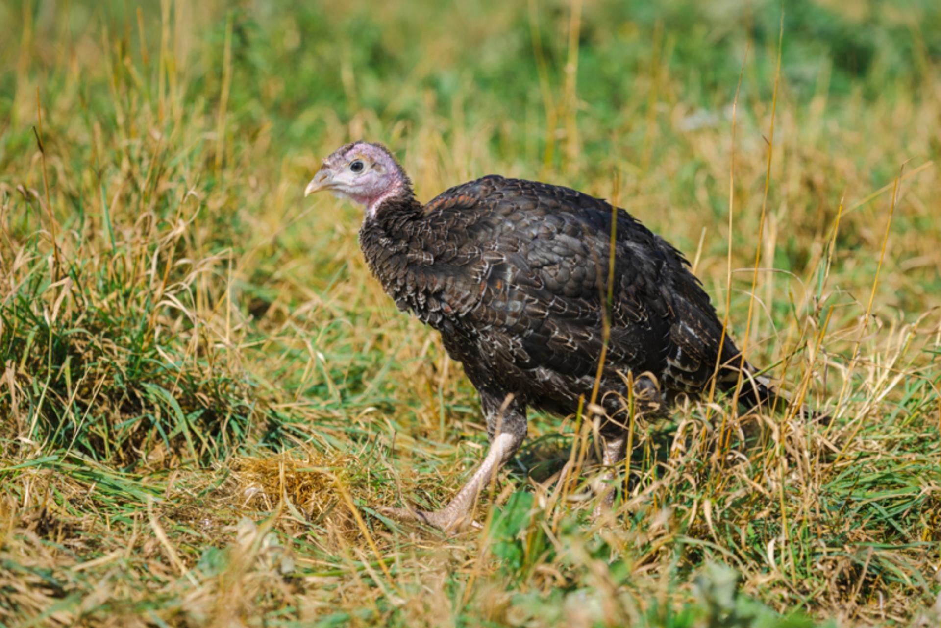 Together, we’re improving the lives of farmed animals