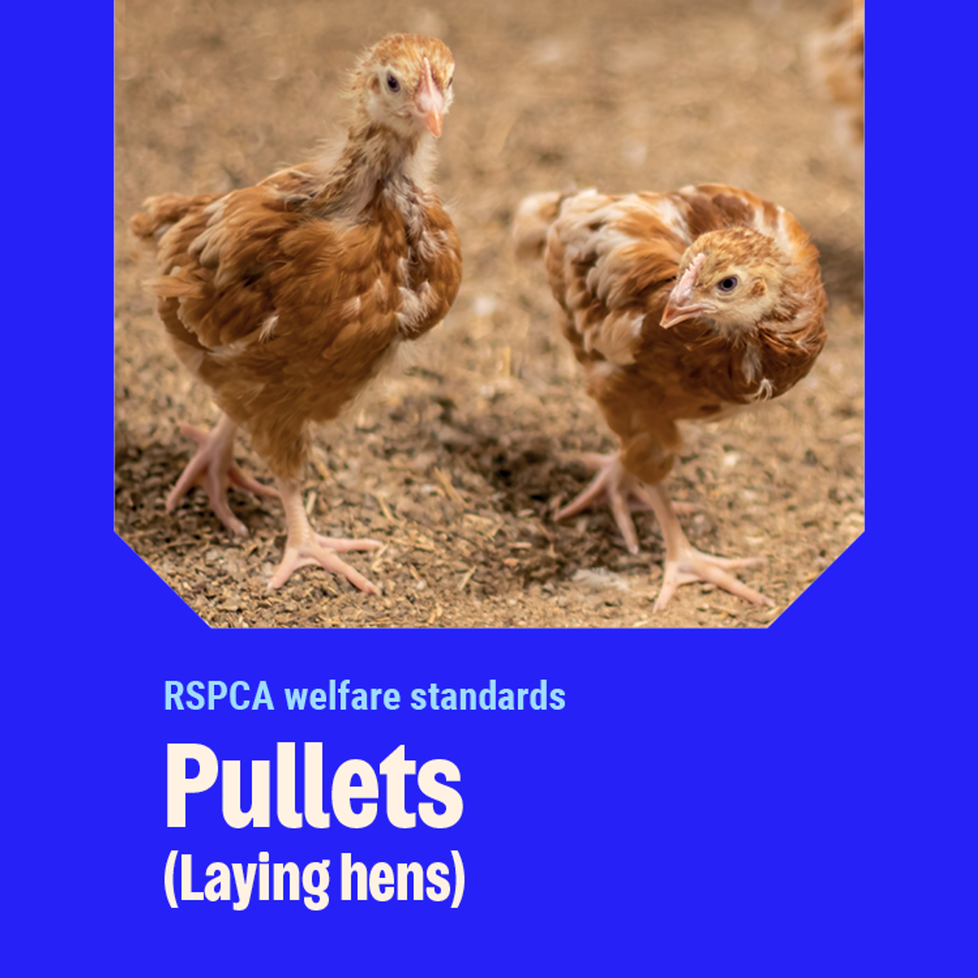 Pullets