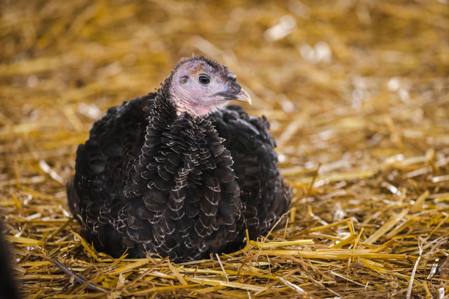 Turkey in a barn