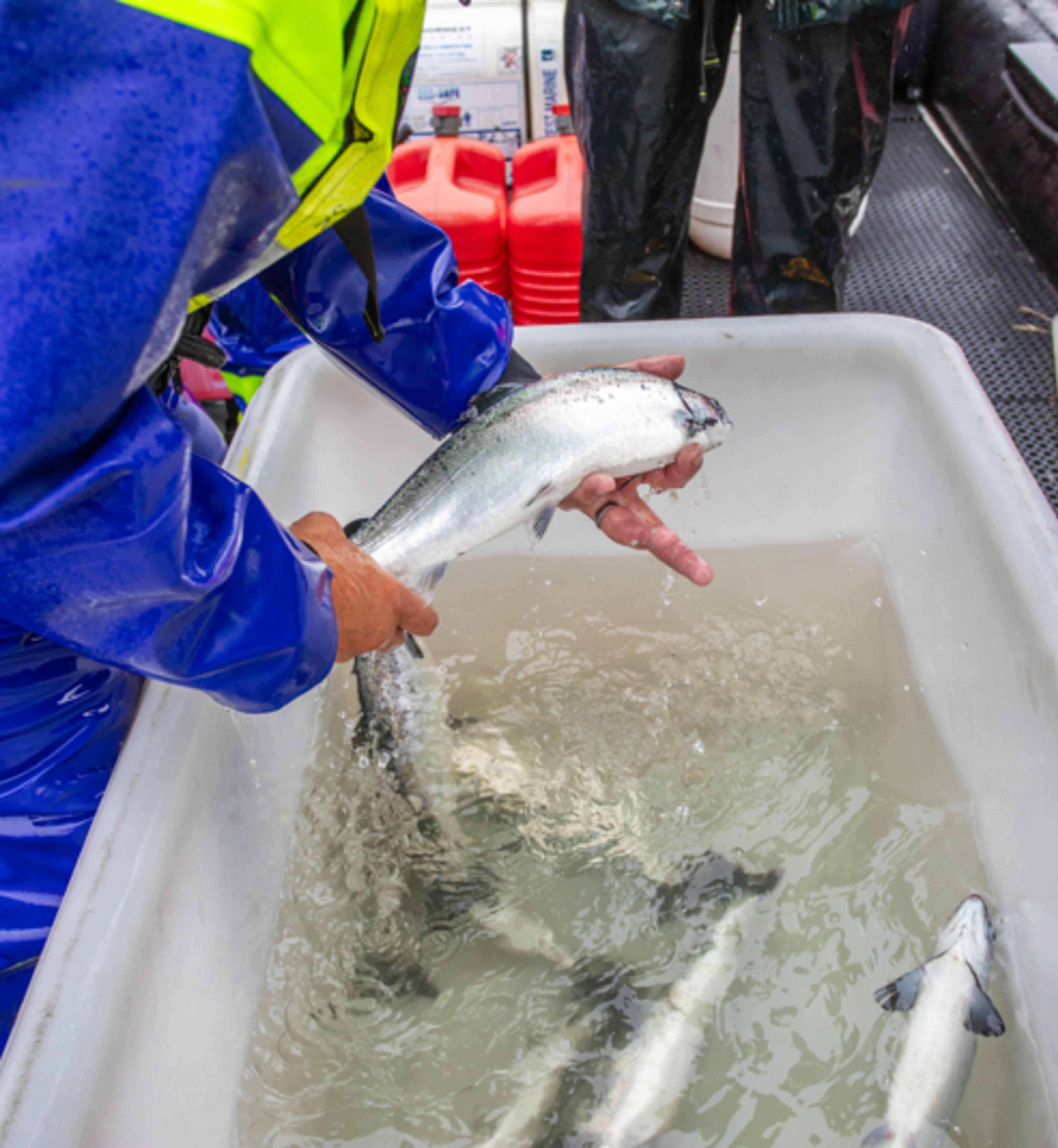 Salmon on an RSPCA Assured farm