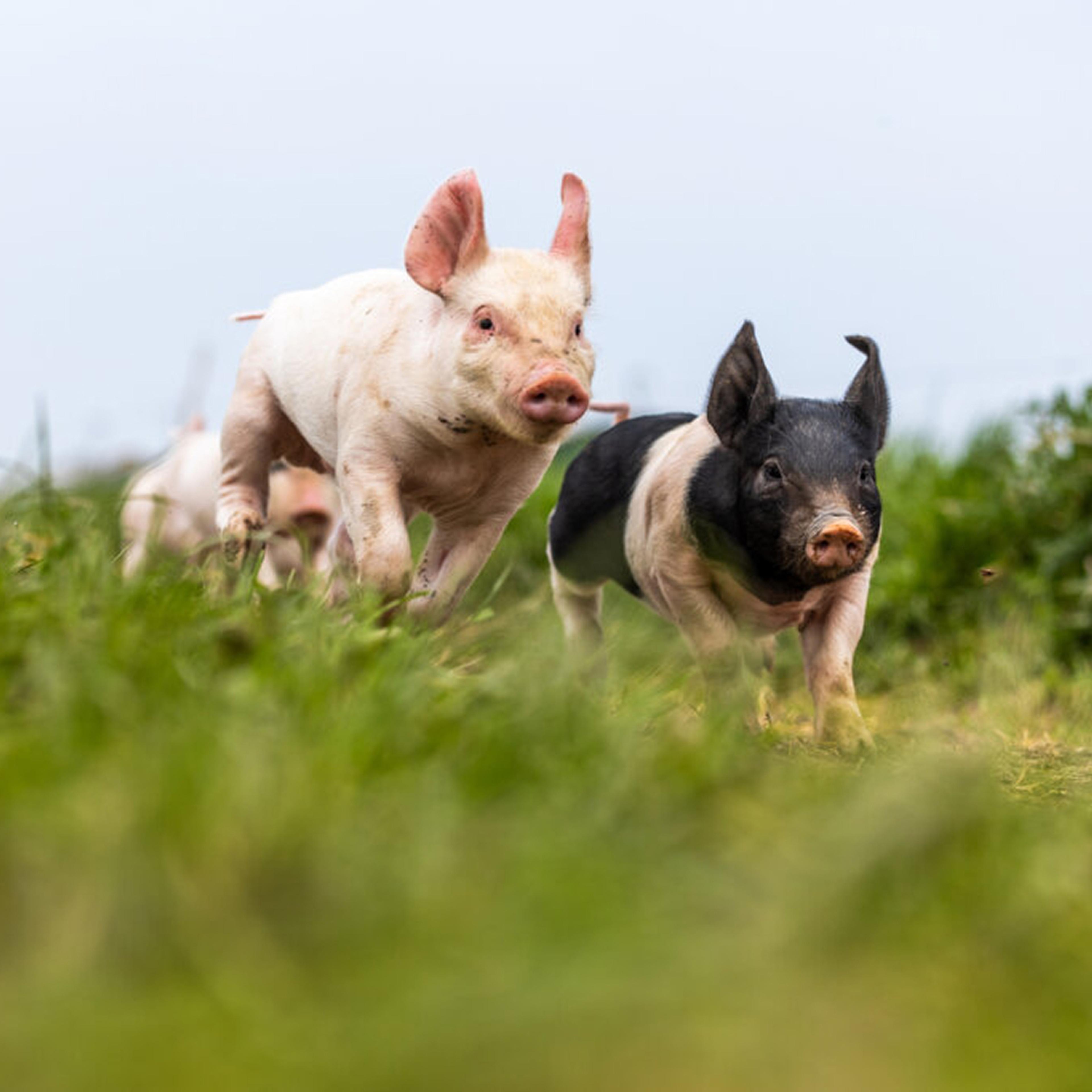 Piglets outside