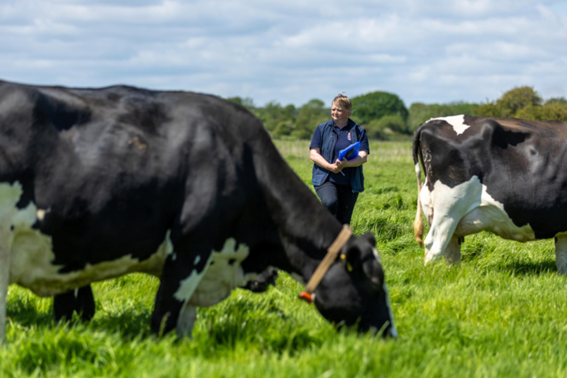 Updated dairy cattle standards: what RSPCA Assured members need to know